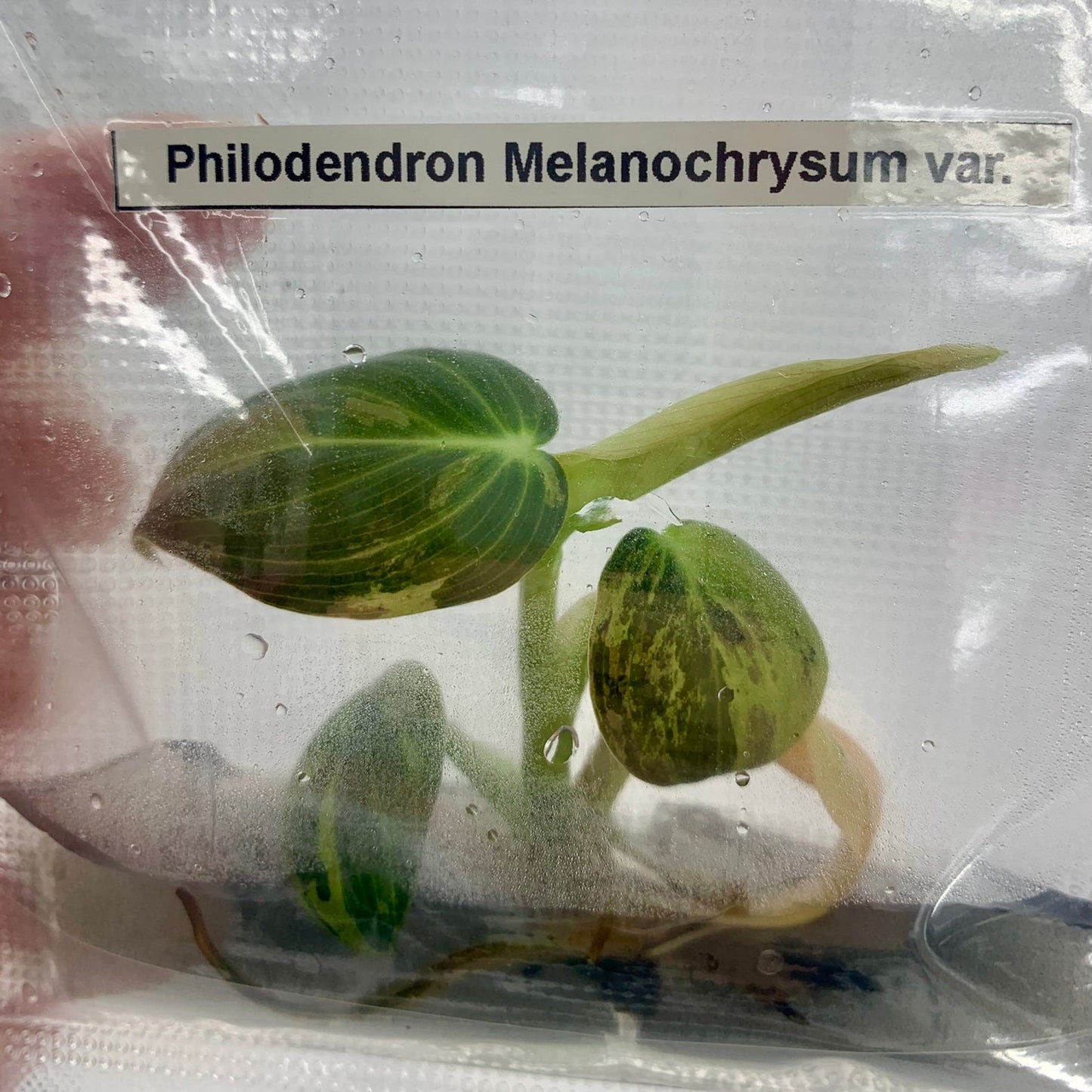 Philodendron melanochrysum Var.| 1 bag (1 plant per bag) Tissue Culture