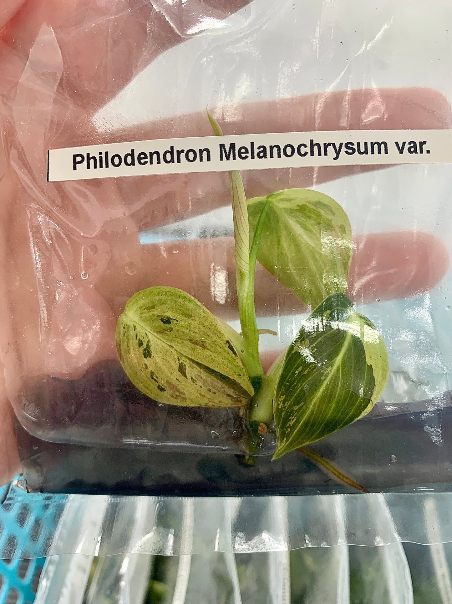 Philodendron melanochrysum Var.| 1 bag (1 plant per bag) Tissue Culture