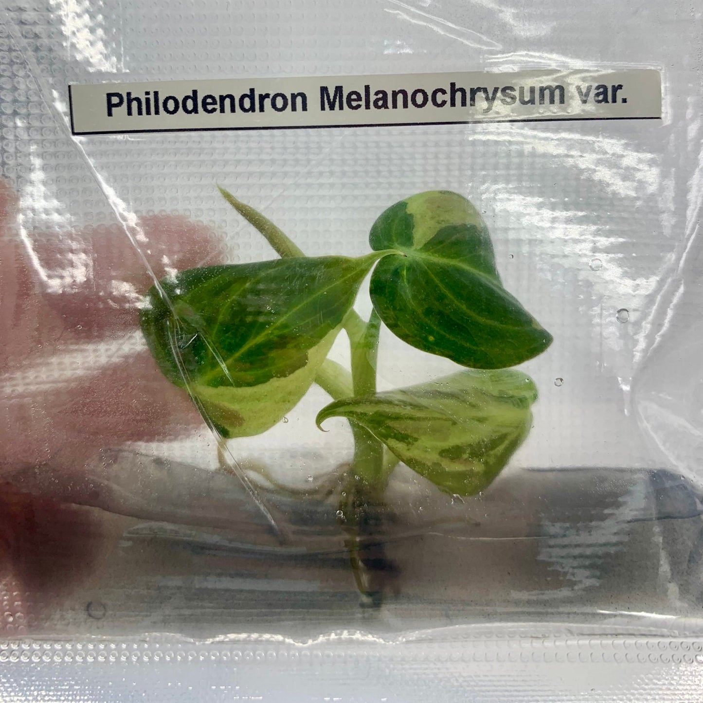 Philodendron melanochrysum Var.| 1 bag (1 plant per bag) Tissue Culture