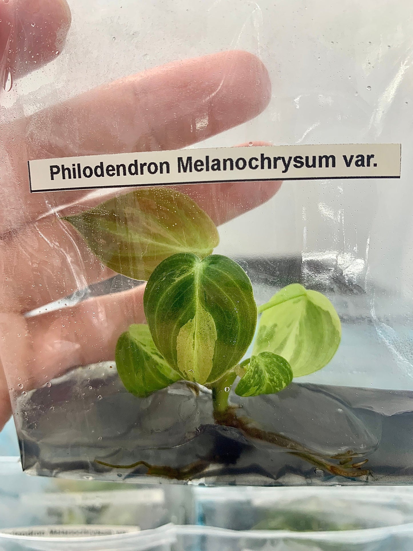 Philodendron melanochrysum Var.| 1 bag (1 plant per bag) Tissue Culture