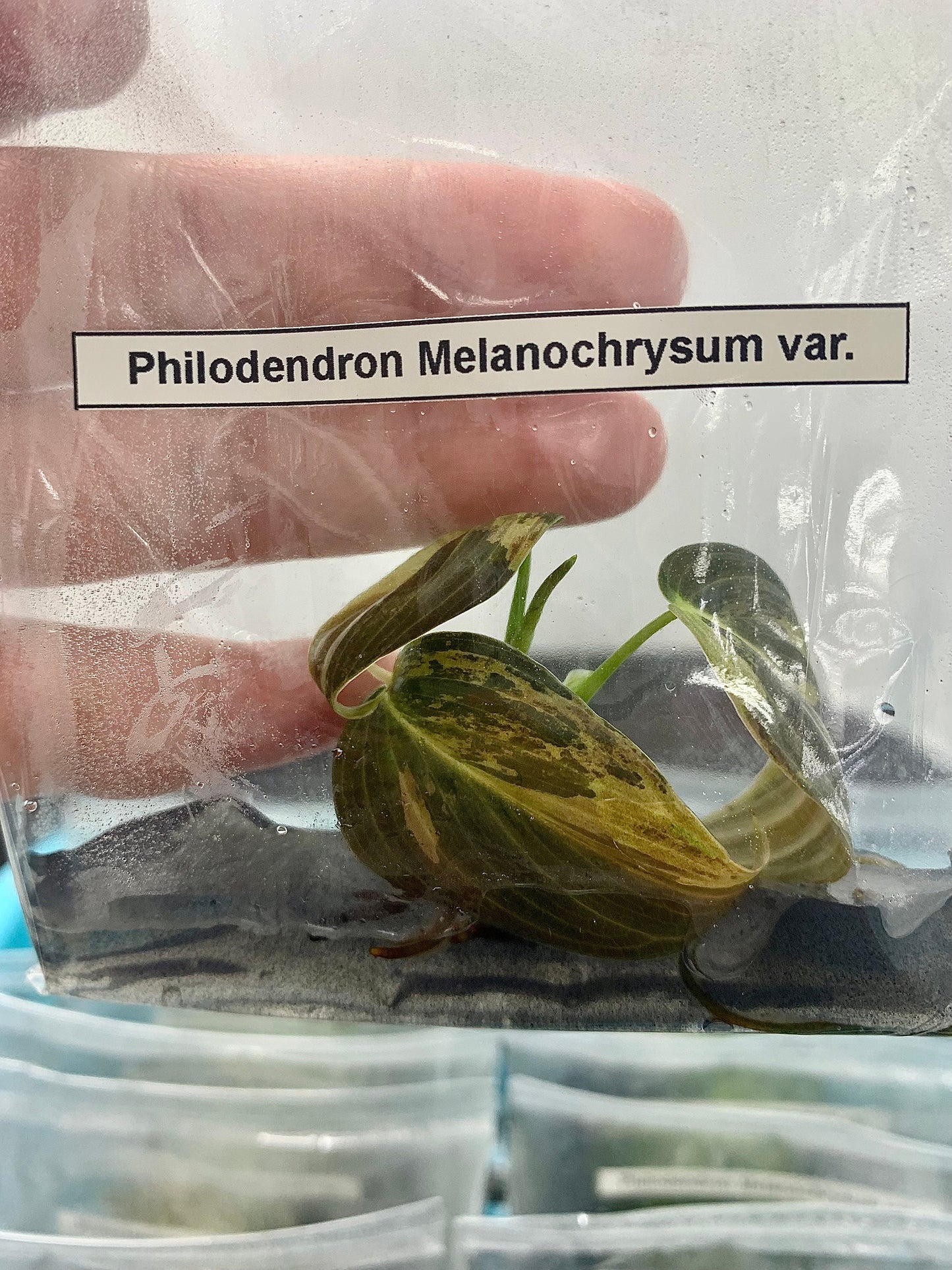 Philodendron melanochrysum Var.| 1 bag (1 plant per bag) Tissue Culture