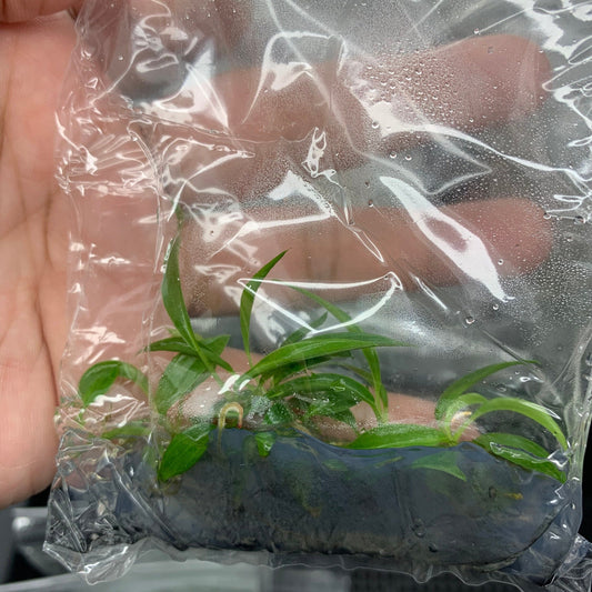 Philodendron Pluto | 1 bag (5 plants per bag) Tissue Culture