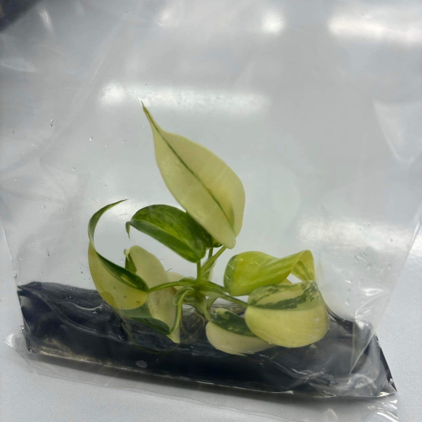 Philodendron Violine Variegated | 1 plant  per bag Tissue Culture