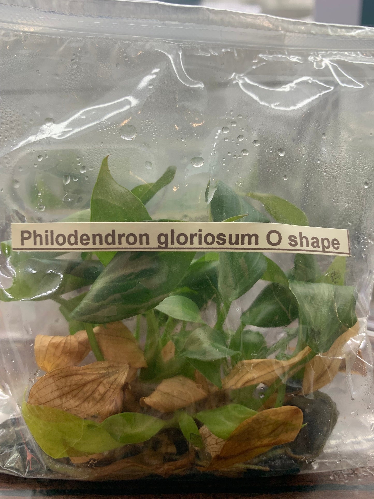 Philodendron Gioriosum O shape | 1 bag (5 plants per bag) Tissue Culture