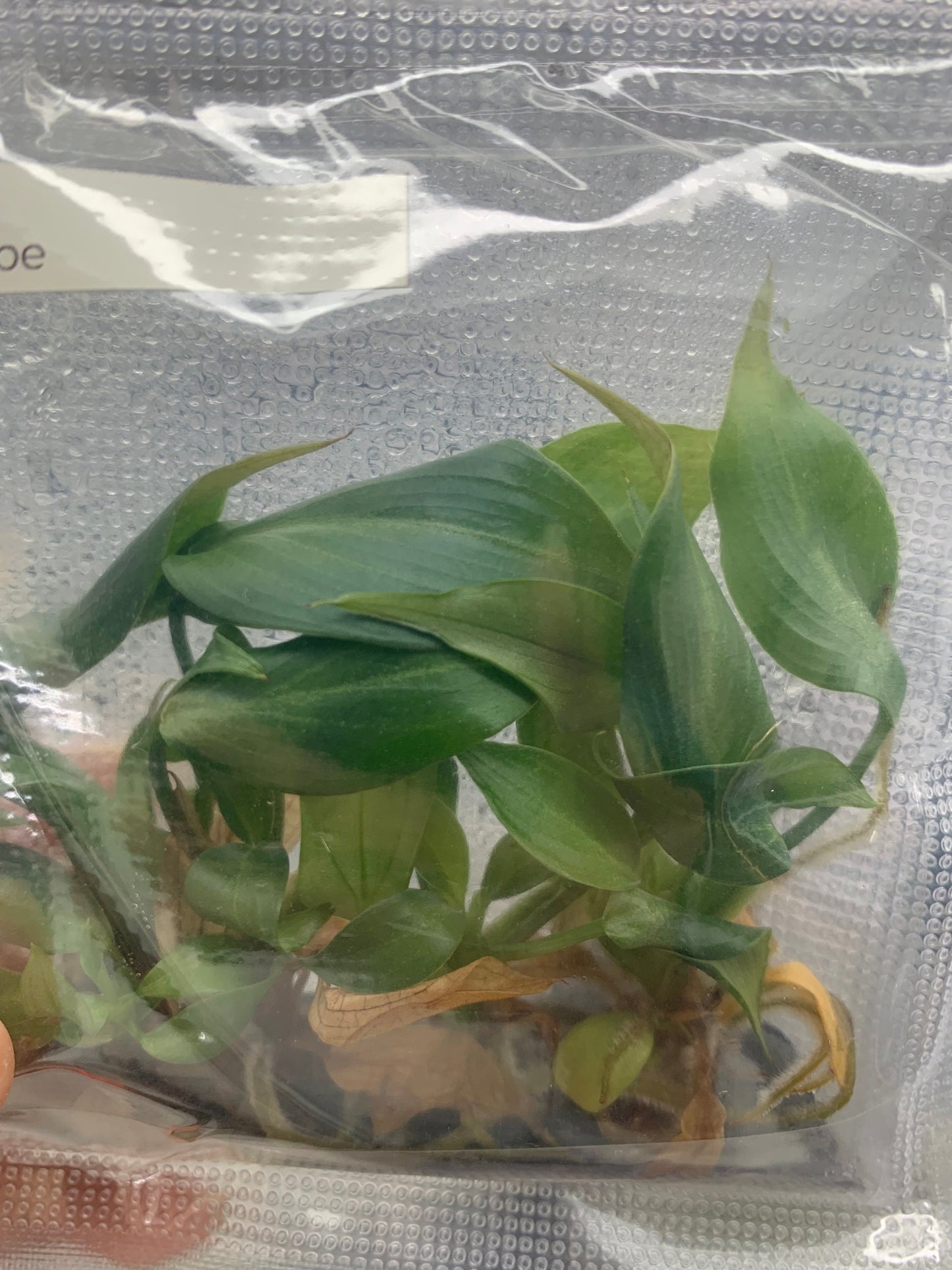 Philodendron Gioriosum O shape | 1 bag (5 plants per bag) Tissue Culture