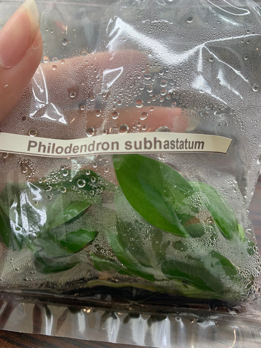 Philodendron subhastatum | 1 bag (5 plants per bag) Tissue Culture