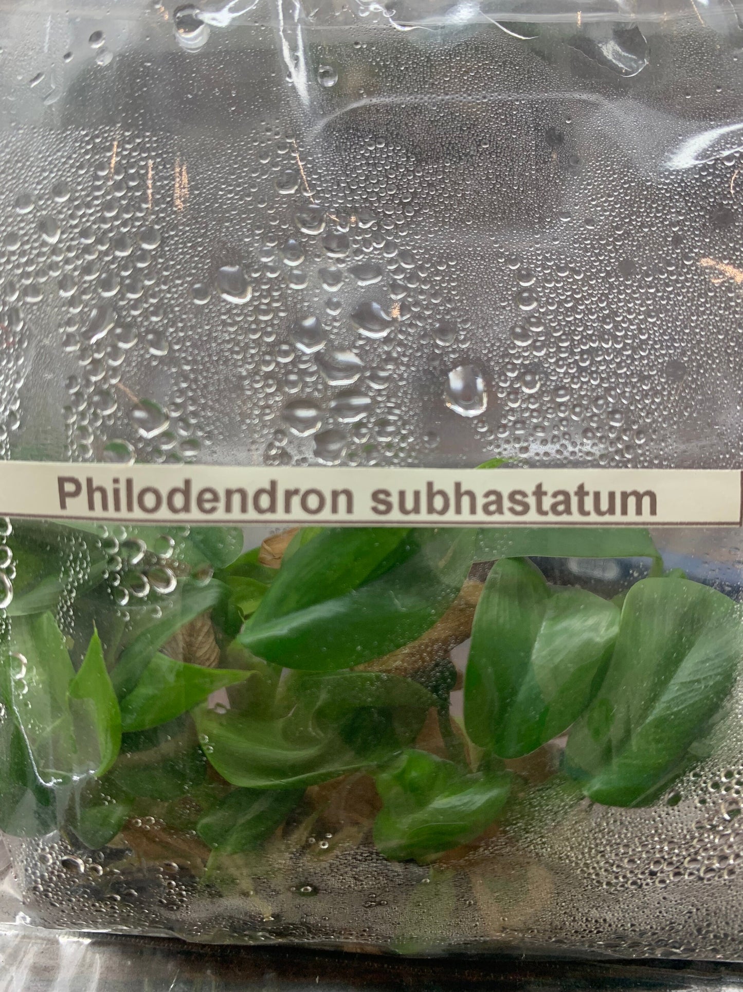 Philodendron subhastatum | 1 bag (5 plants per bag) Tissue Culture