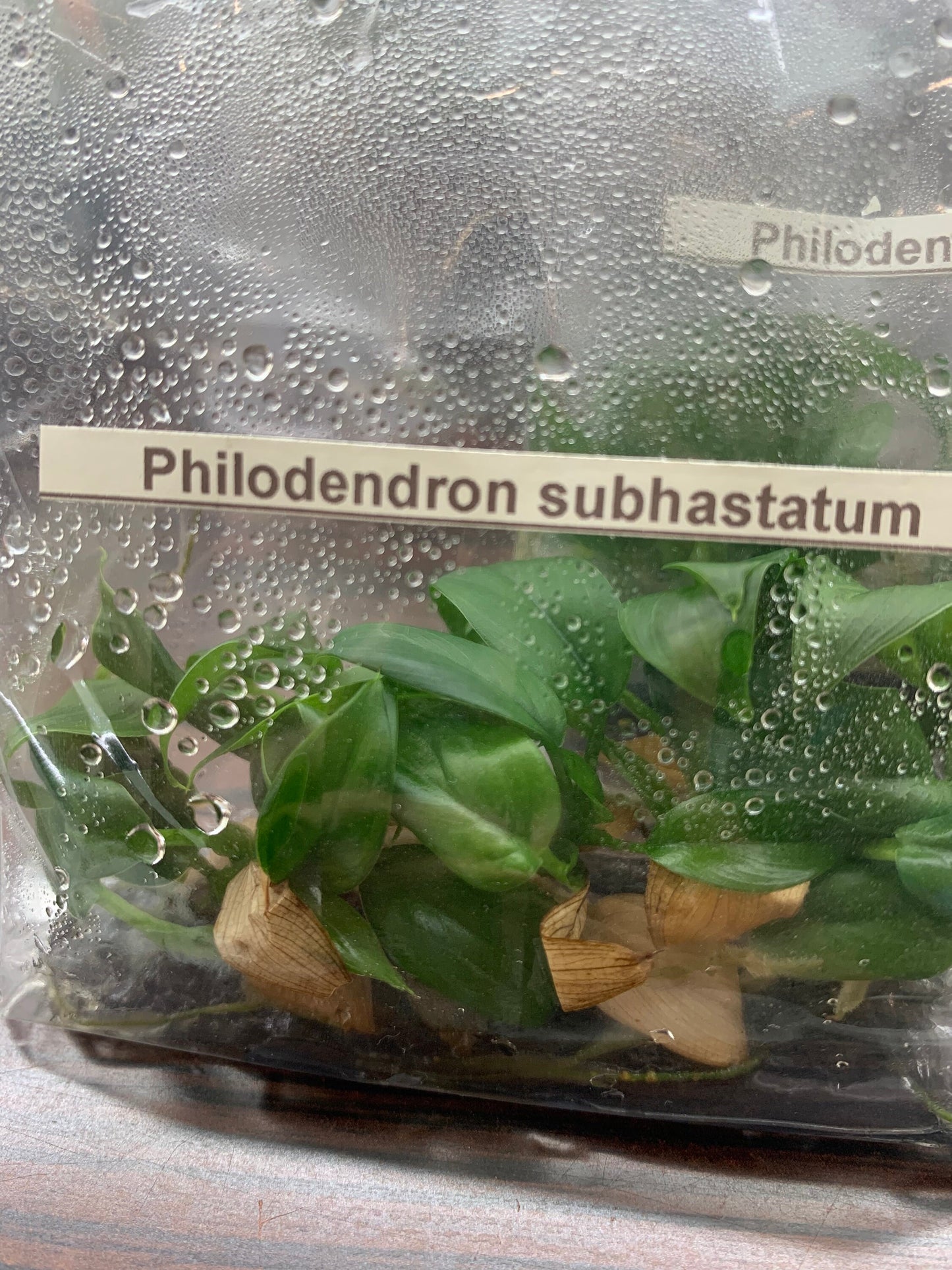 Philodendron subhastatum | 1 bag (5 plants per bag) Tissue Culture