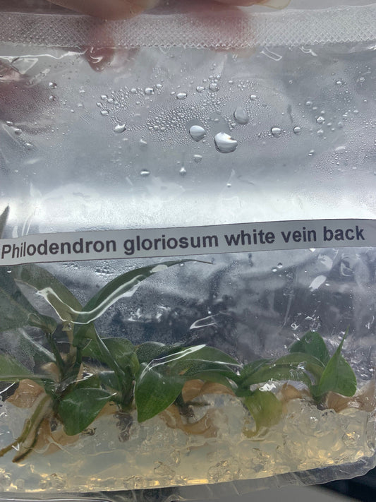 Philodendron Gloriosum white vein back| 1 bag (5 plants per bag) Tissue Culture