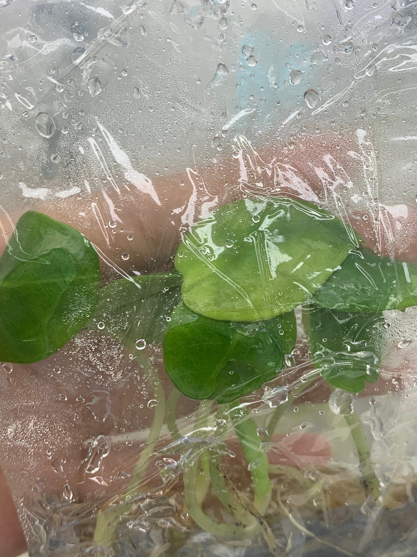 Alocasia Nebulu | 1 bag ( 5 plants per bag ) Tissue Culture