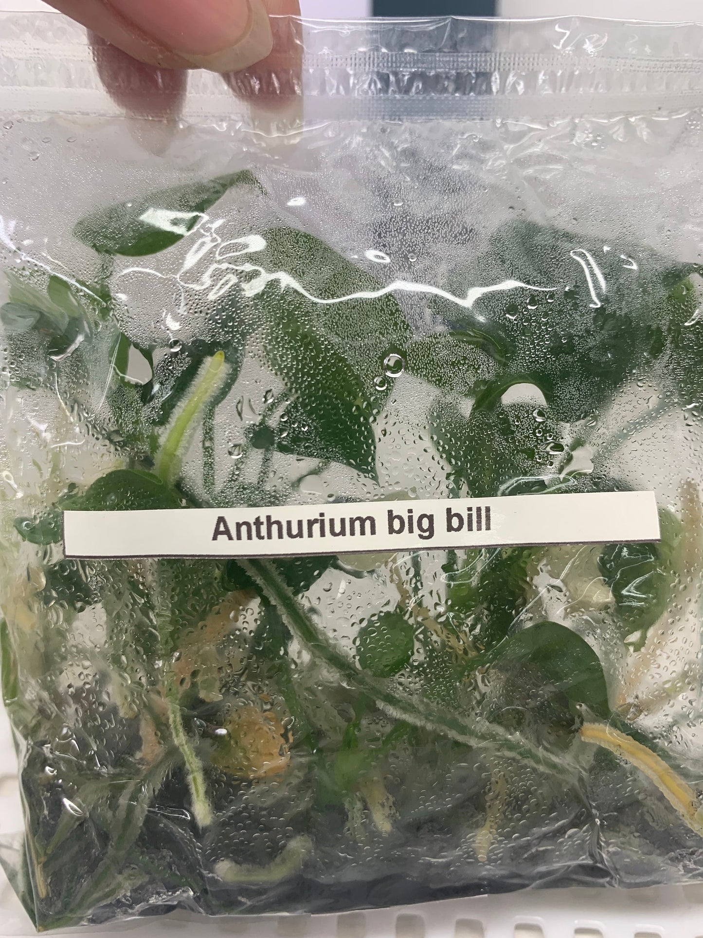 Anthurium Big bill (5 plants per bag) Tissue Culture