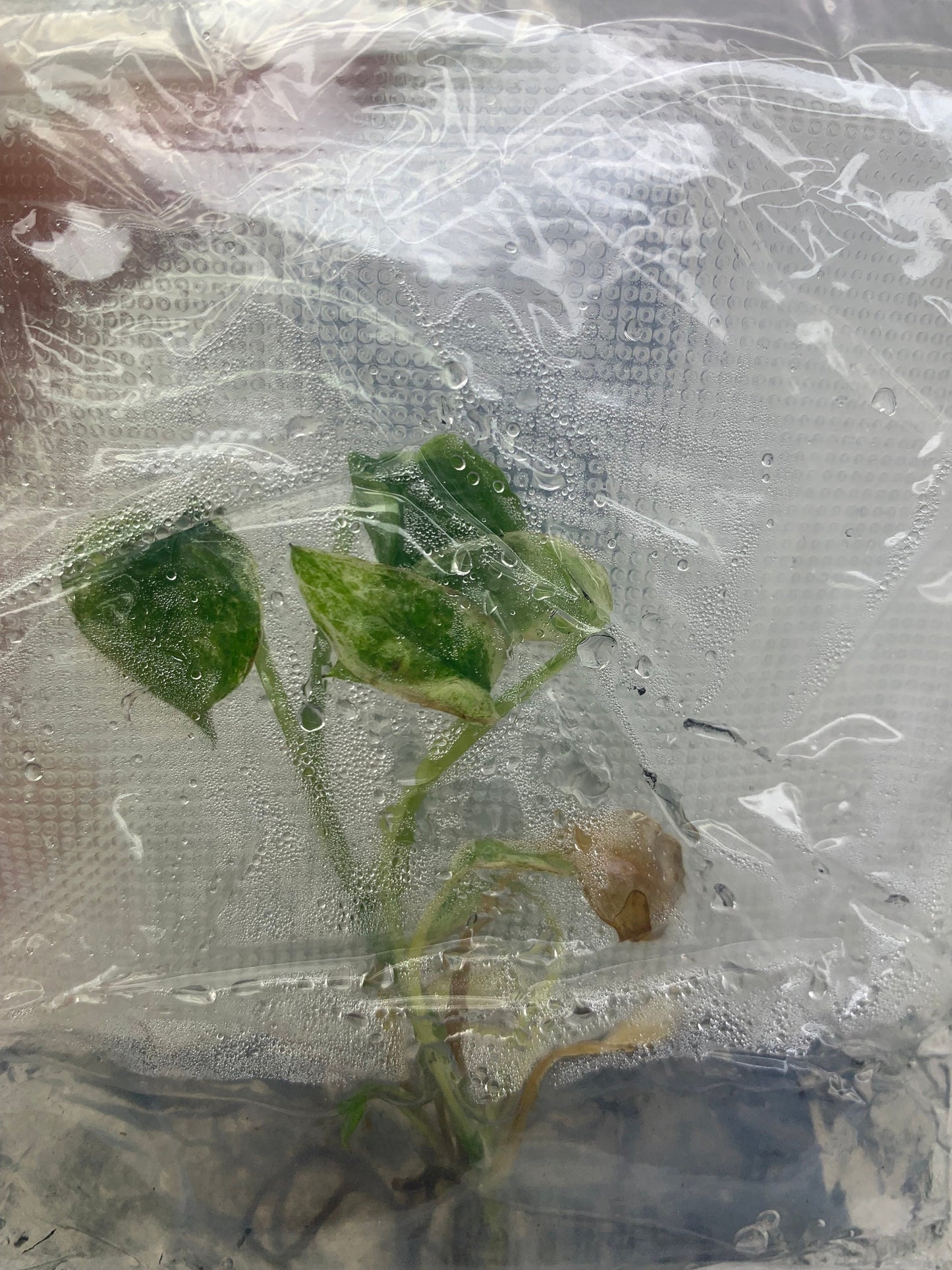 Epipremnum Sp Bali Variegated (Hanoman) | 1 bag ( 1 plants per bag) Tissue Culture