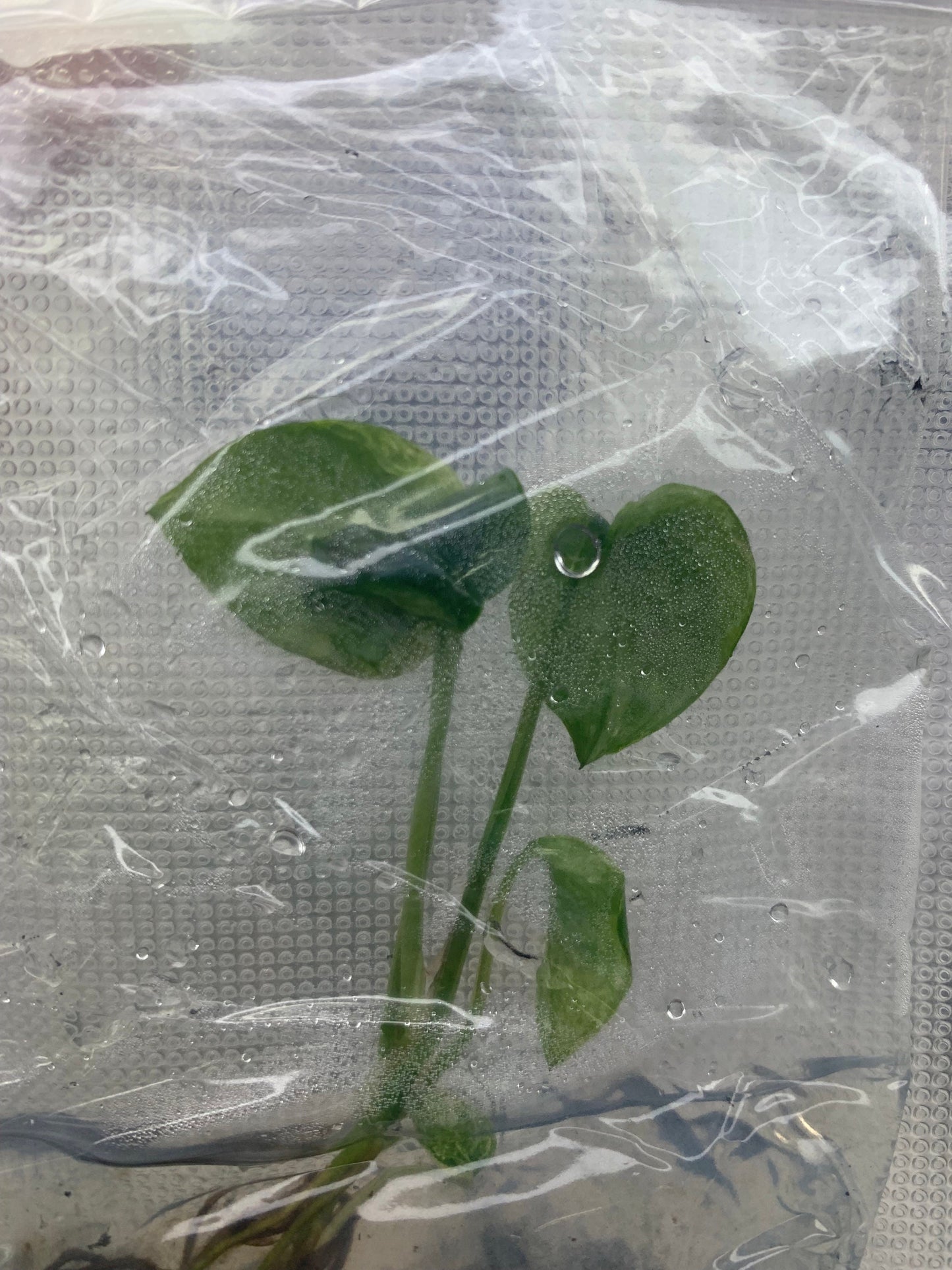 Epipremnum Sp Bali Variegated (Hanoman) | 1 bag ( 1 plants per bag) Tissue Culture