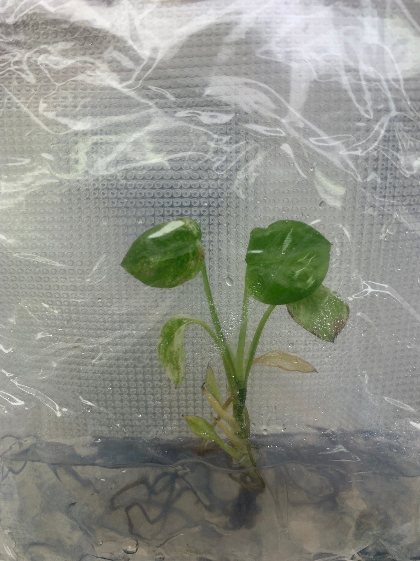 Epipremnum Sp Bali Variegated (Hanoman) | 1 bag ( 1 plants per bag) Tissue Culture