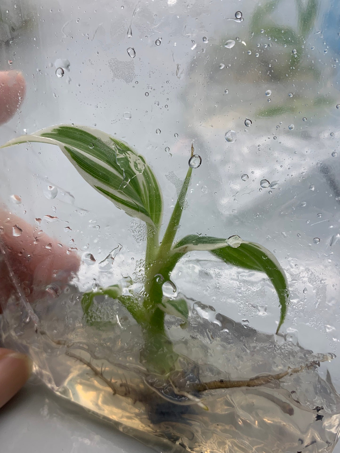 Musa Florida serec variegated | (1 plant per bag) Tissue Culture