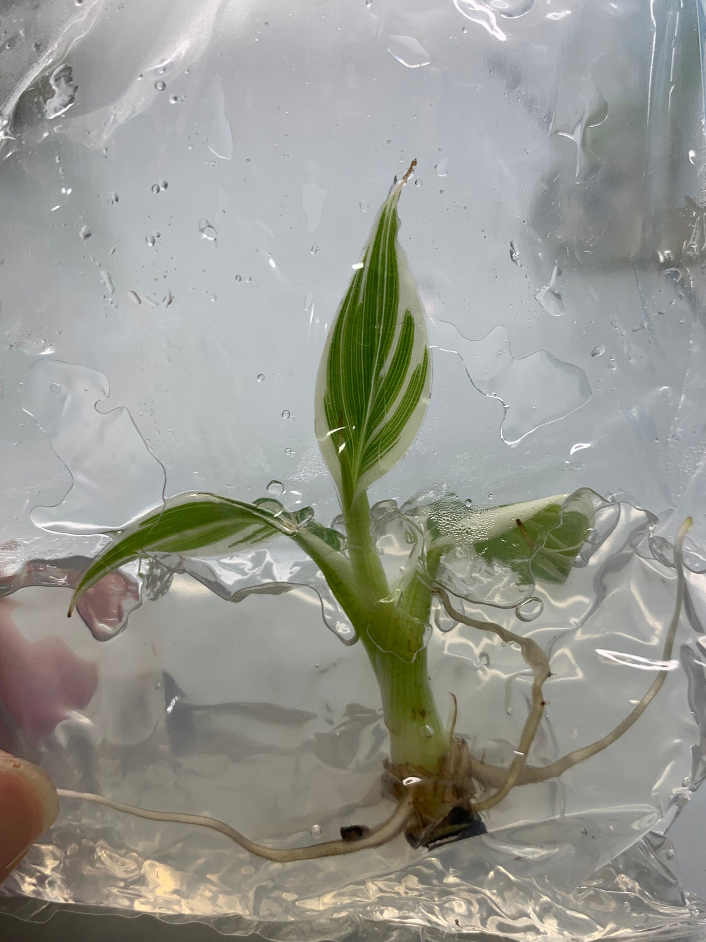 Musa Florida serec variegated | (1 plant per bag) Tissue Culture