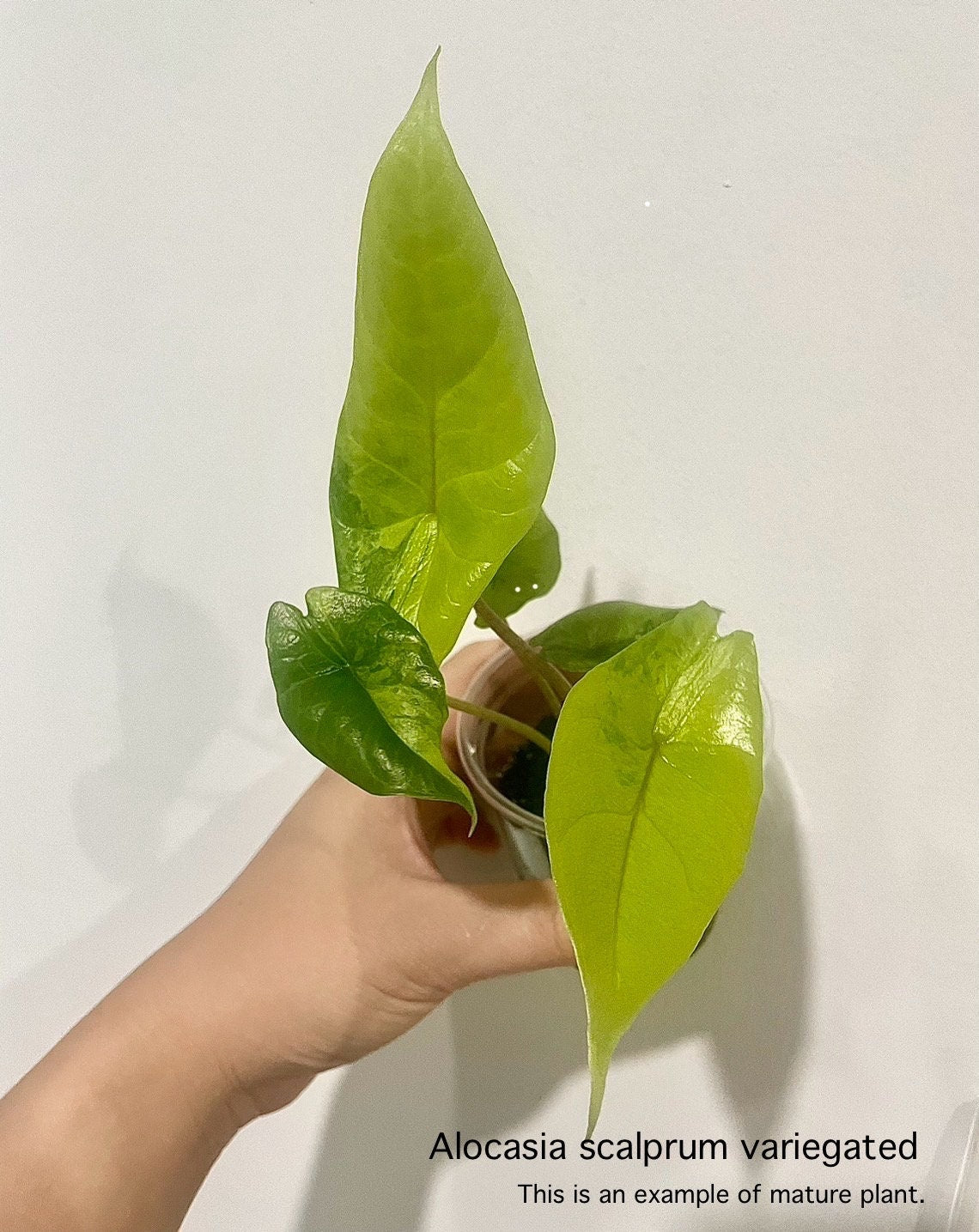 Alocasia scalprum Variegated | 1 bag  (1 plant per bag ) Tissue Culture