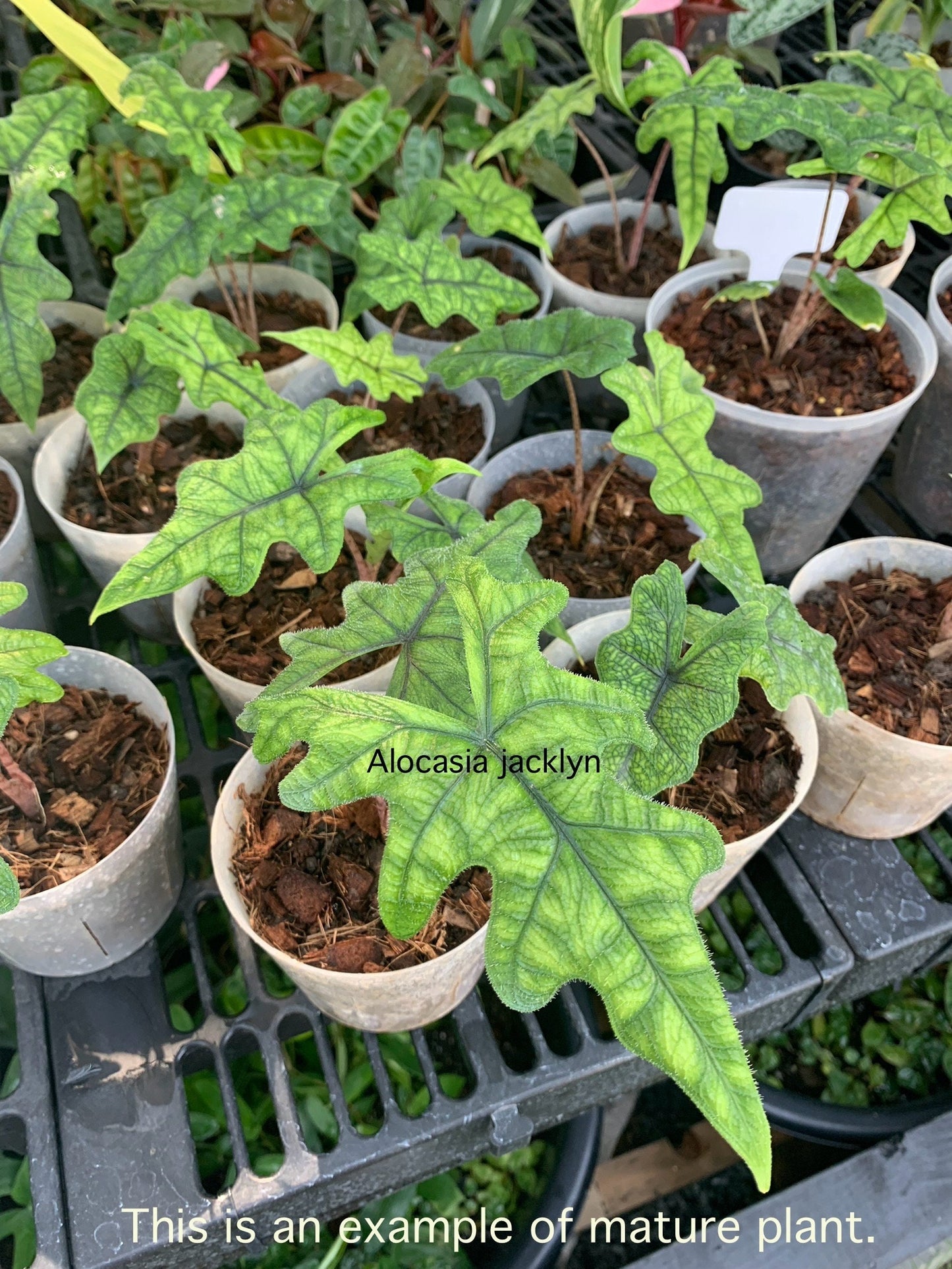 Alocasia Jacklyn | 1 plant ( 5 plants per bag ) Tissue Culture