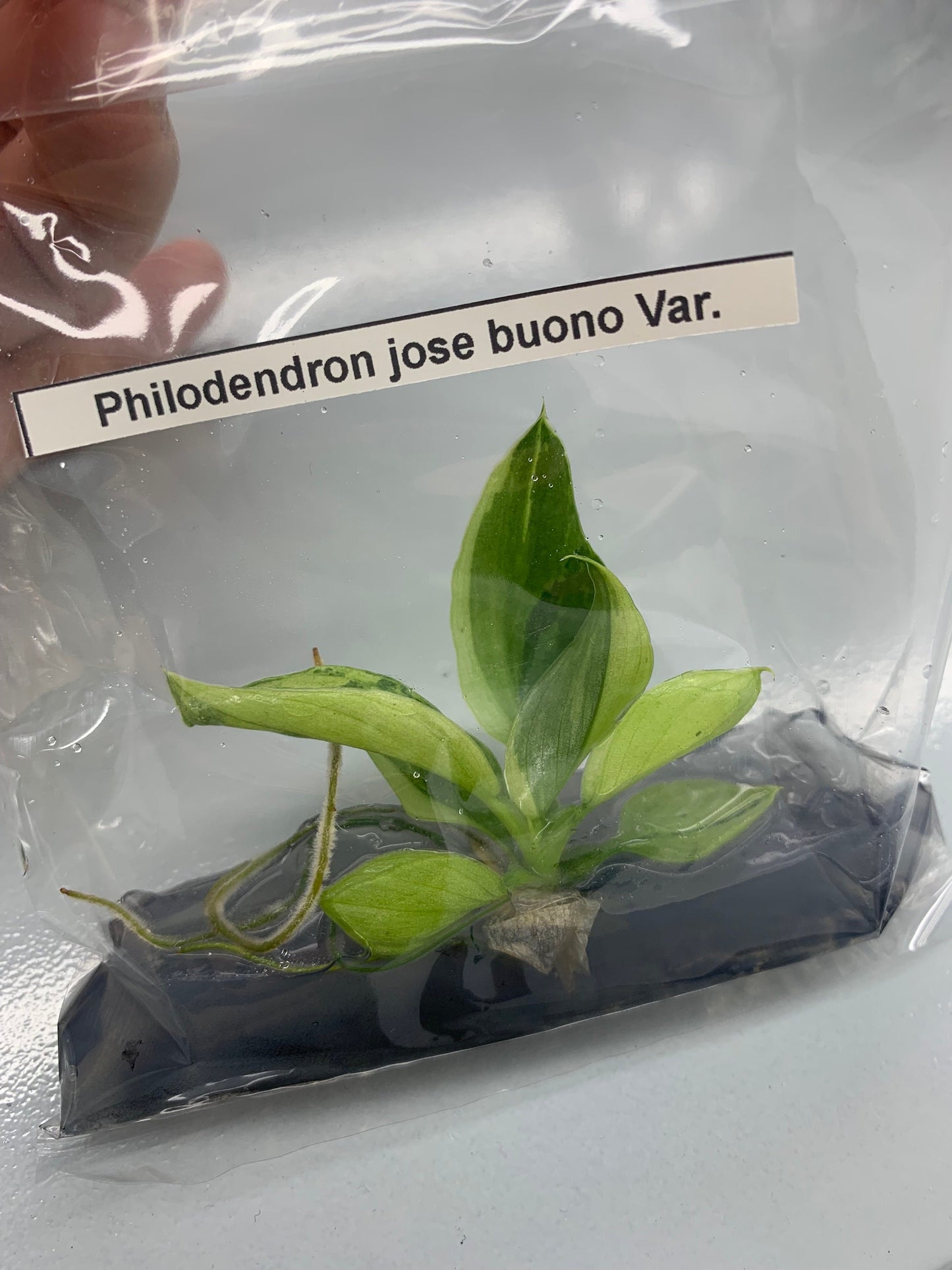 Philodendron Jose buono Var. | 1 bag  (1 plant per bag) Tissue Culture