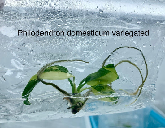 Philodendron Domesticum variegated | 1 bag (1 plant per bag) Tissue Culture