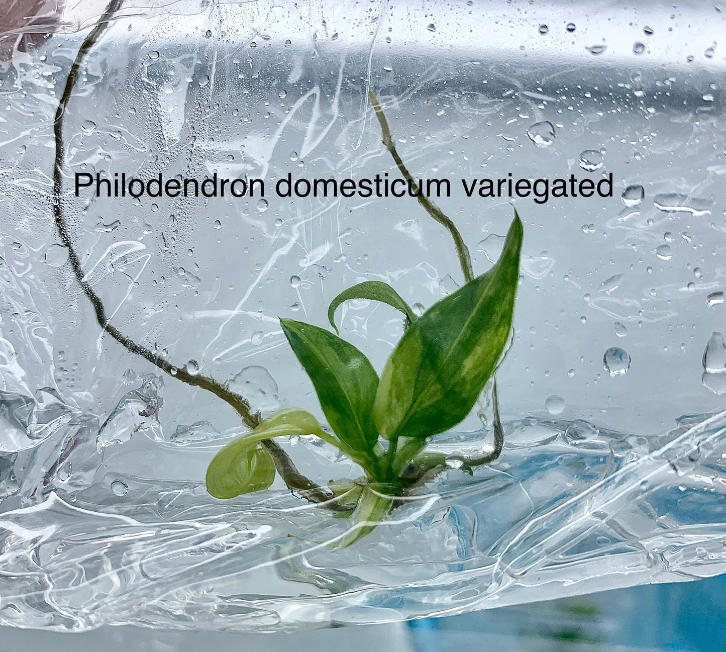 Philodendron Domesticum variegated | 1 bag (1 plant per bag) Tissue Culture