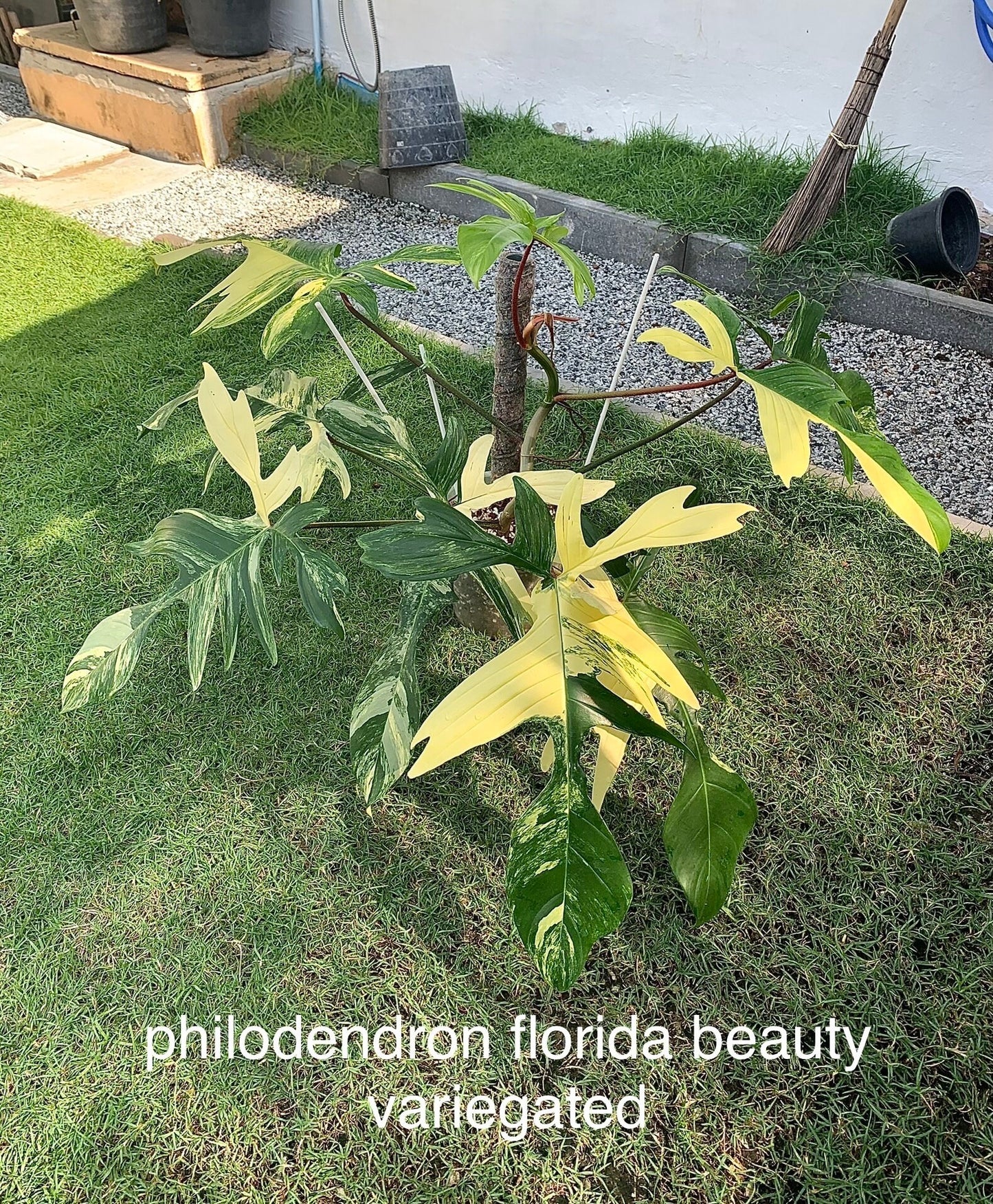 Philodendron Florida Beauty Var.| (1 plant per bag) Tissue Culture