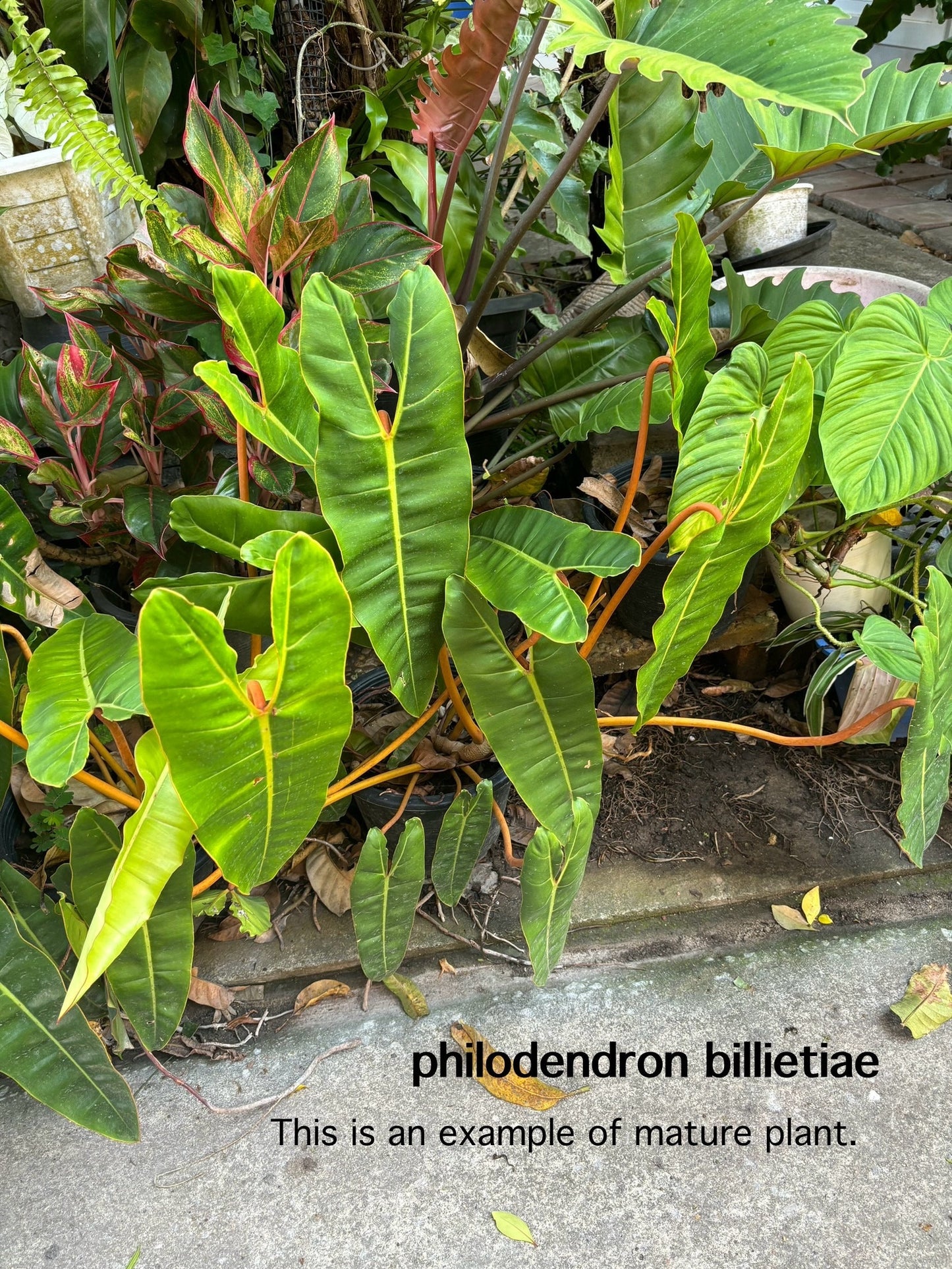 Philodendron Billietiae | 1 bag (5 plants per bag) Tissue Culture