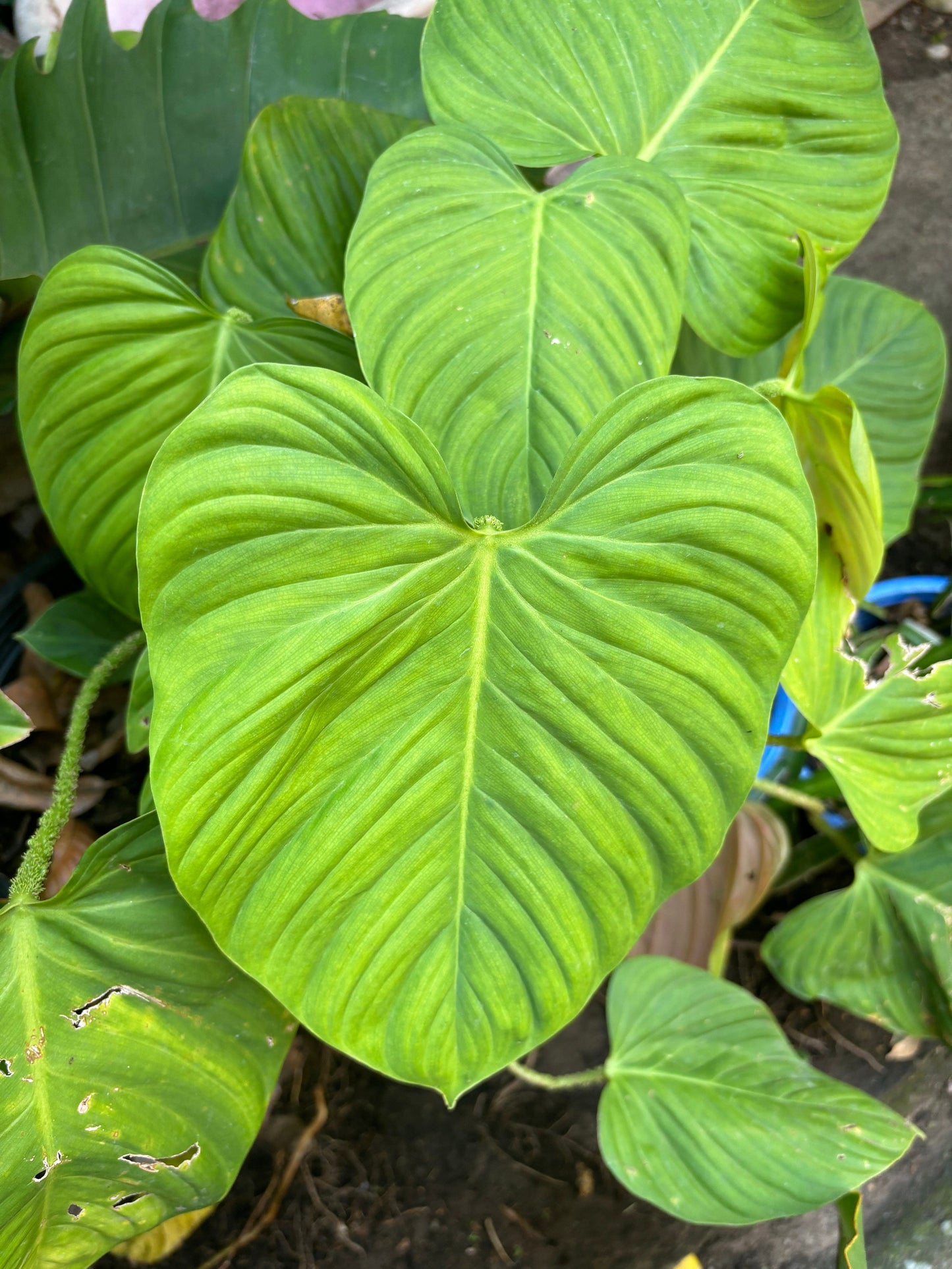 Philodendron nangaritense | 1 bag (5 plants per bag) Tissue Culture