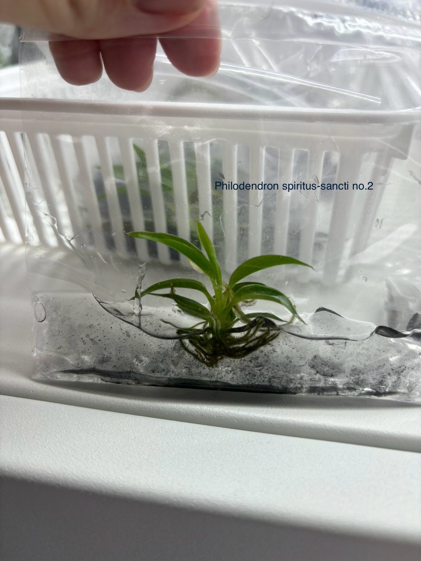 Philodendron spiritus sancti | 1 bag (1 plant per bag) Tissue Culture