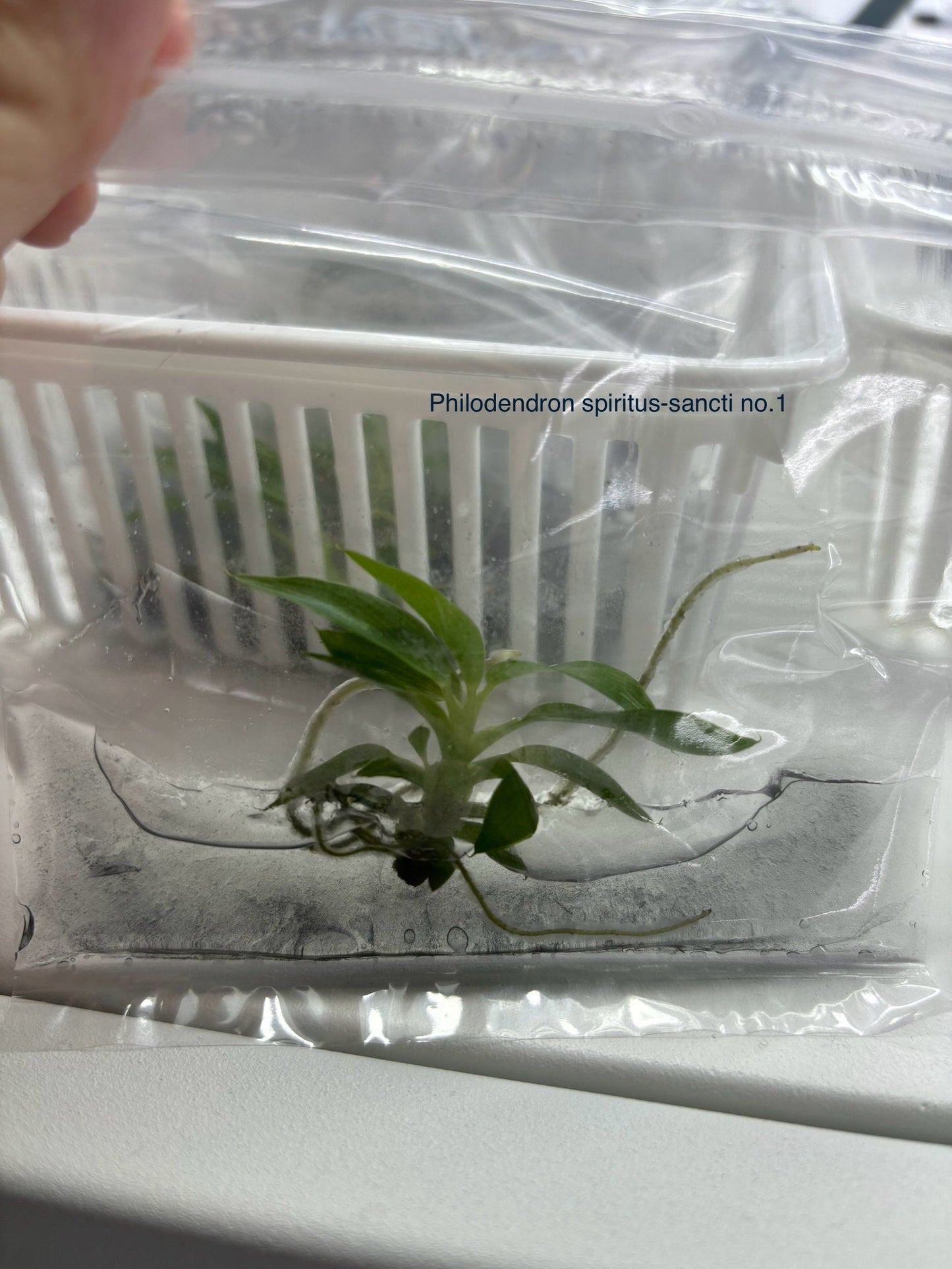 Philodendron spiritus sancti | 1 bag (1 plant per bag) Tissue Culture