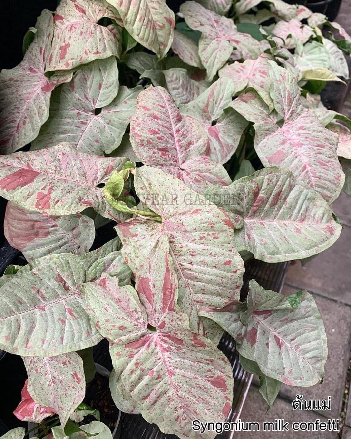 Syngonium milk confetti Variegated | 1 bag (1 plant per bag) Tissue Culture