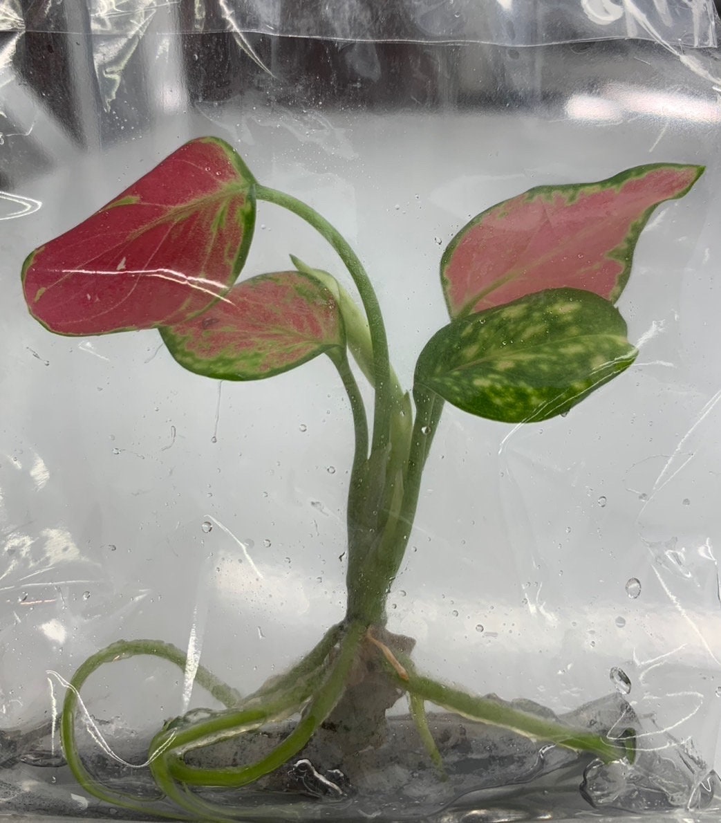 Aglonema"super pink"| 1 bag (1 plant per bag ) Tissue Culture