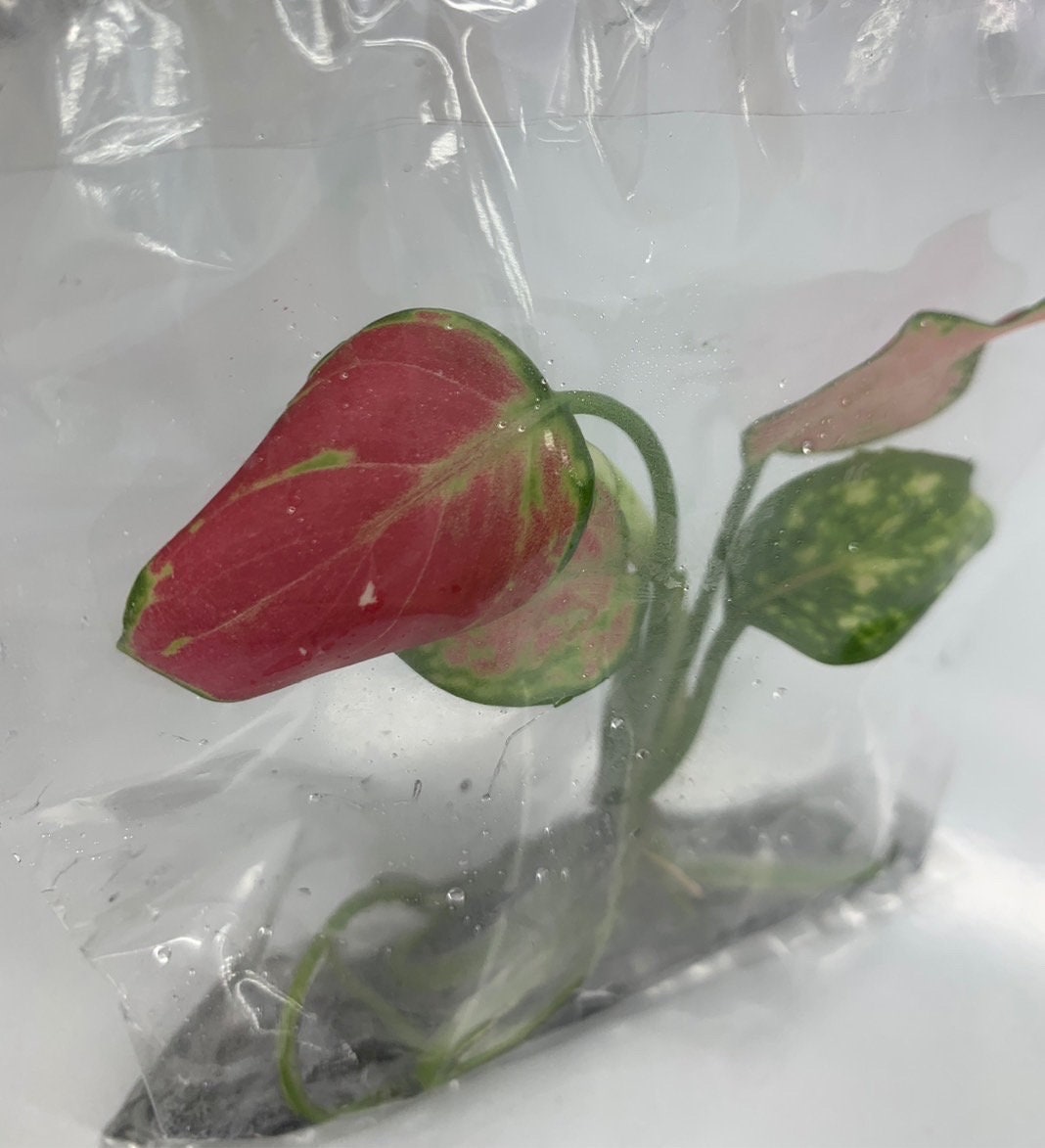 Aglonema"super pink"| 1 bag (1 plant per bag ) Tissue Culture