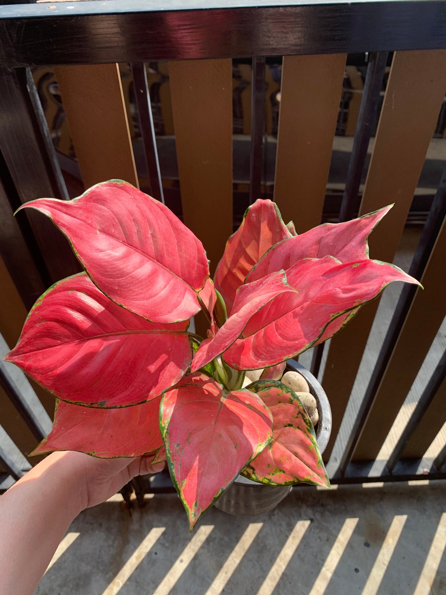 Aglonema"super pink"| 1 bag (1 plant per bag ) Tissue Culture