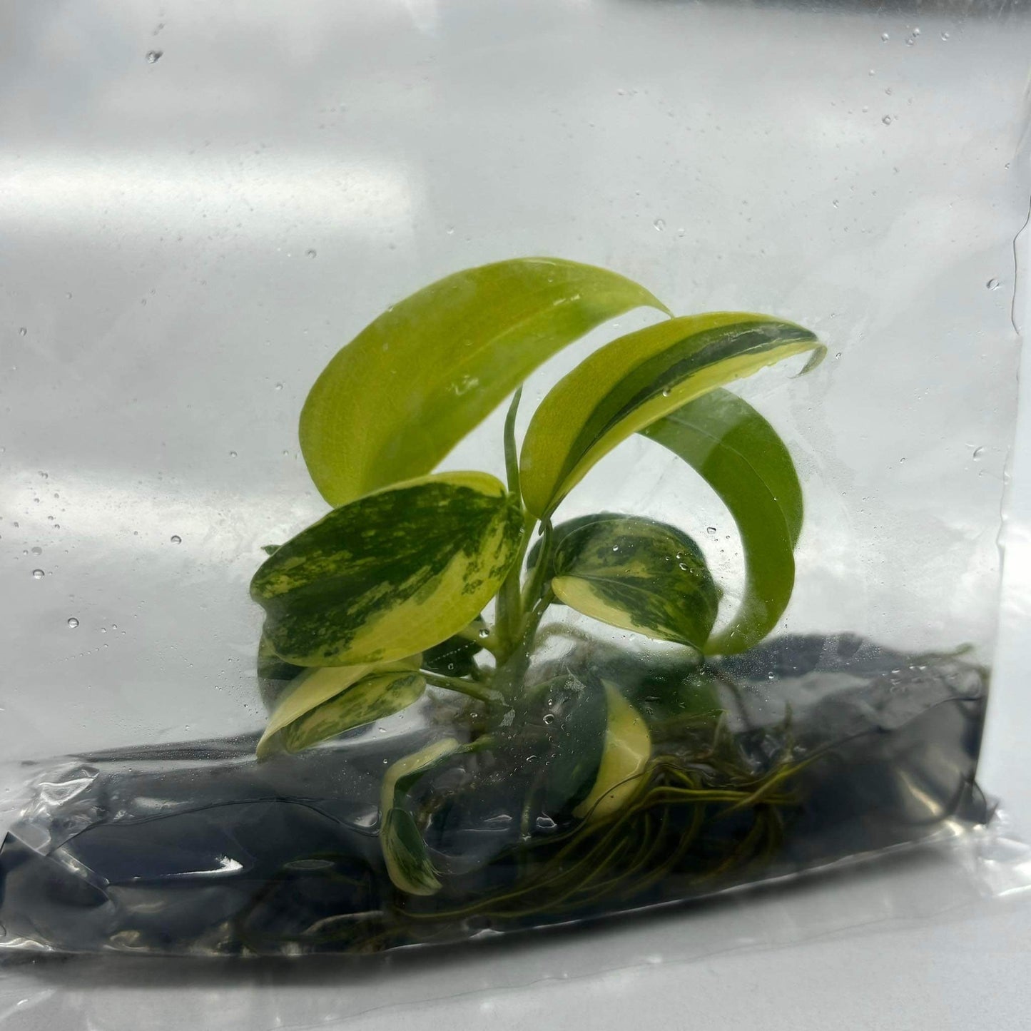 Philodendron Violine Variegated | 1 plant  per bag Tissue Culture