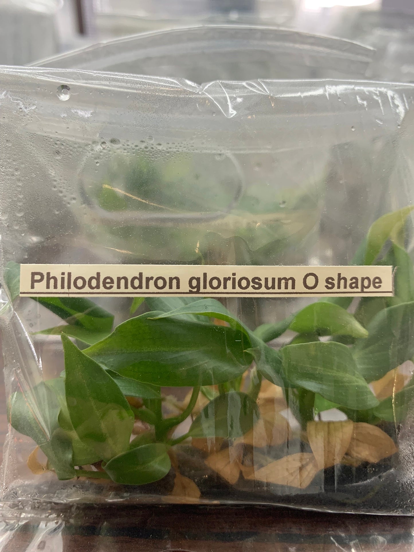 Philodendron Gioriosum O shape | 1 bag (5 plants per bag) Tissue Culture