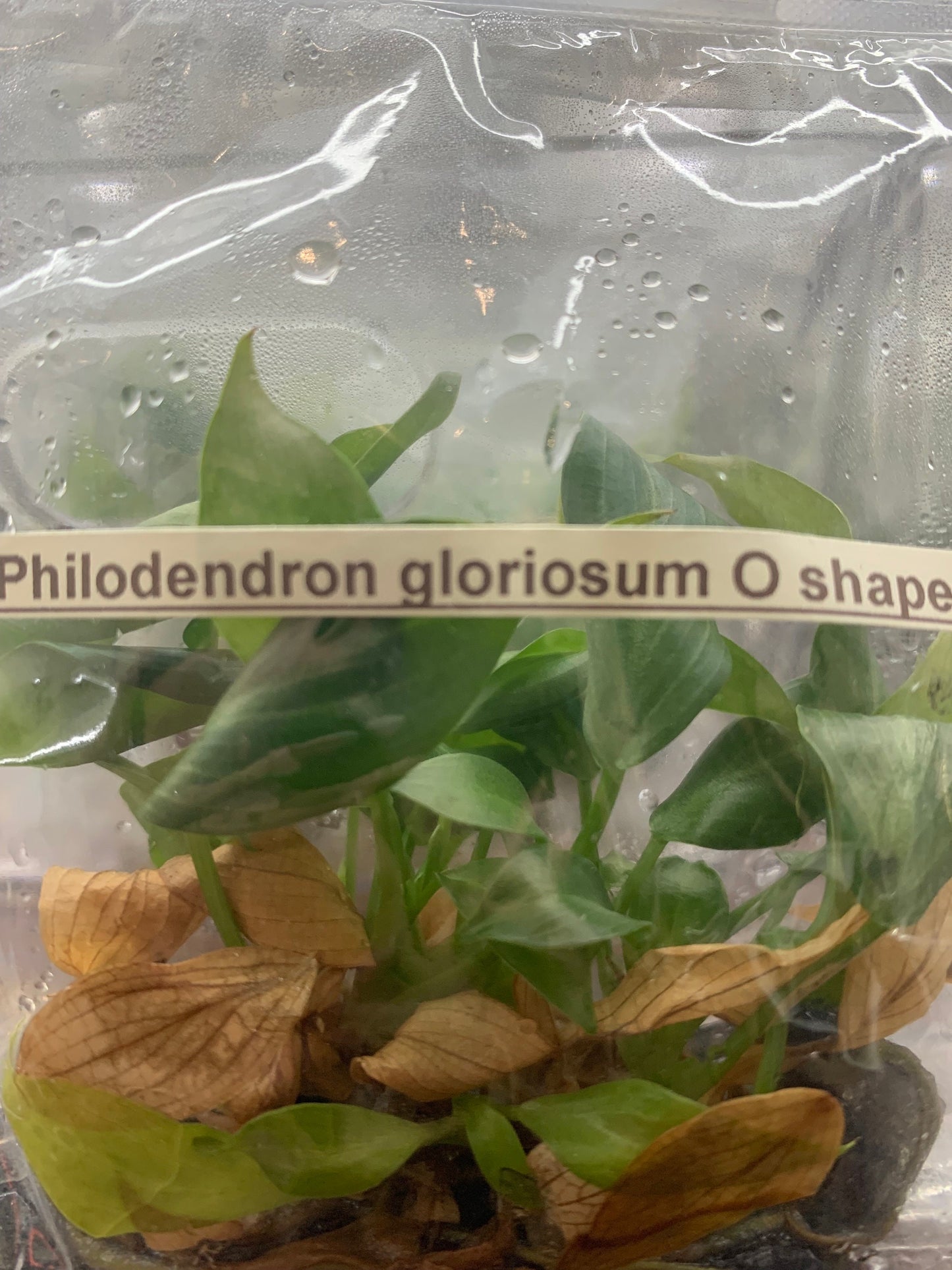 Philodendron Gioriosum O shape | 1 bag (5 plants per bag) Tissue Culture