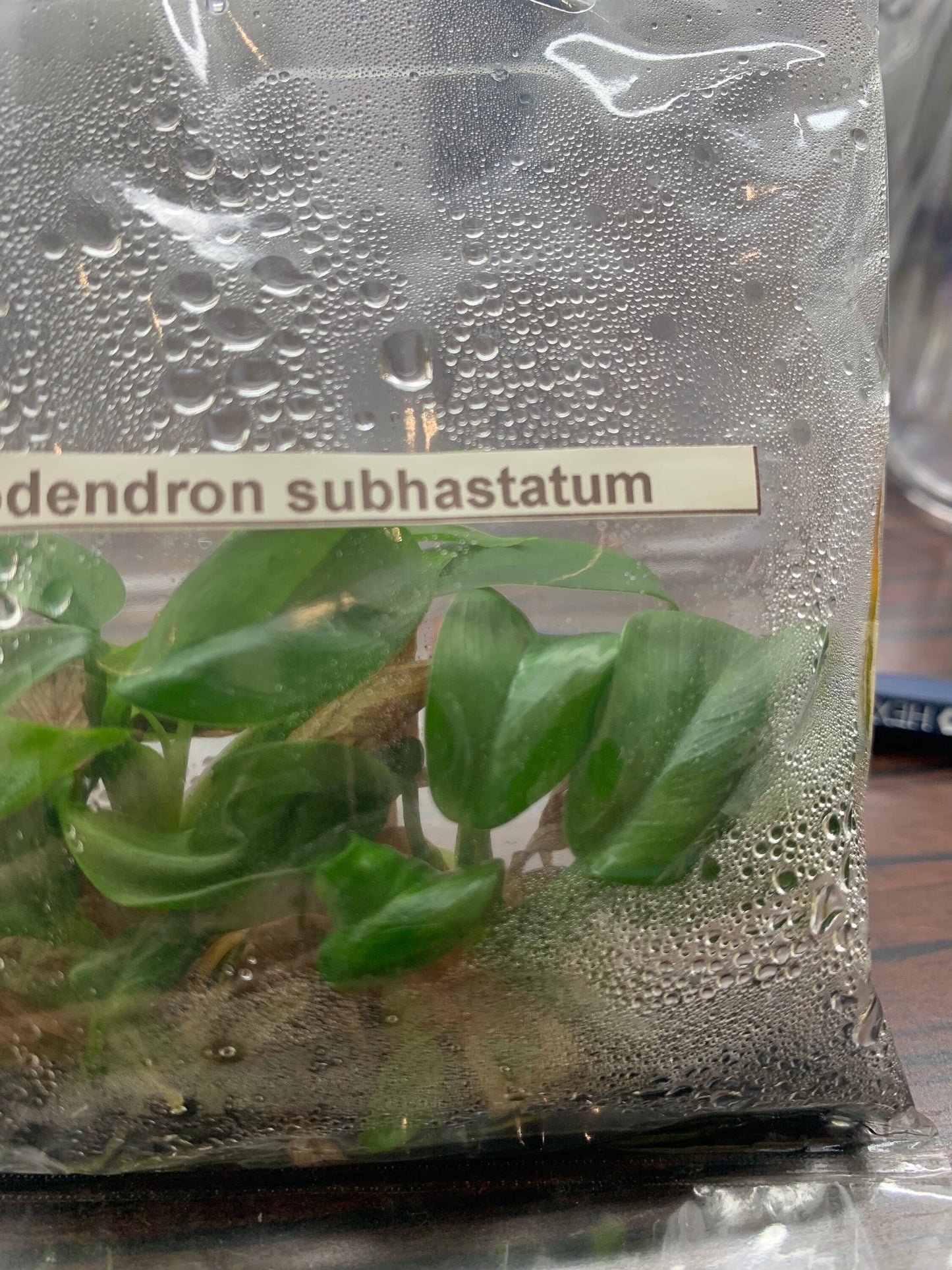 Philodendron subhastatum | 1 bag (5 plants per bag) Tissue Culture