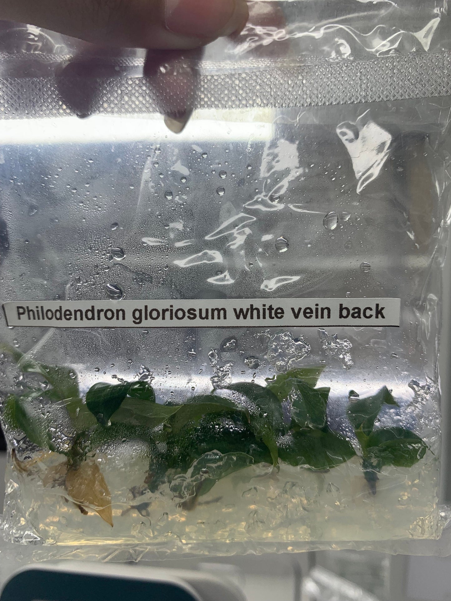 Philodendron Gloriosum white vein back| 1 bag (5 plants per bag) Tissue Culture