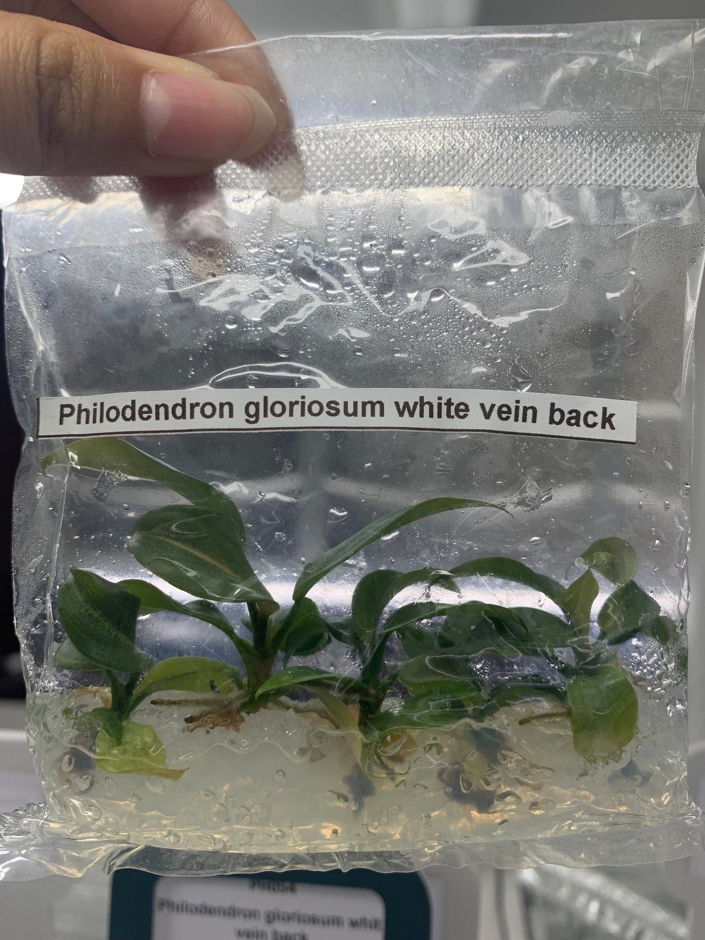 Philodendron Gloriosum white vein back| 1 bag (5 plants per bag) Tissue Culture