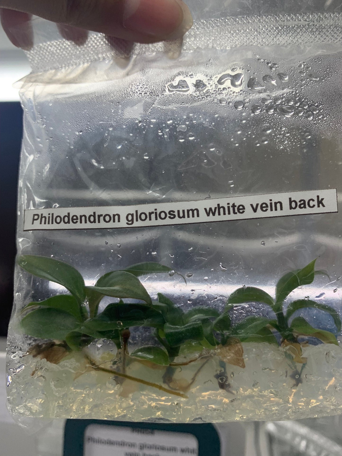 Philodendron Gloriosum white vein back| 1 bag (5 plants per bag) Tissue Culture