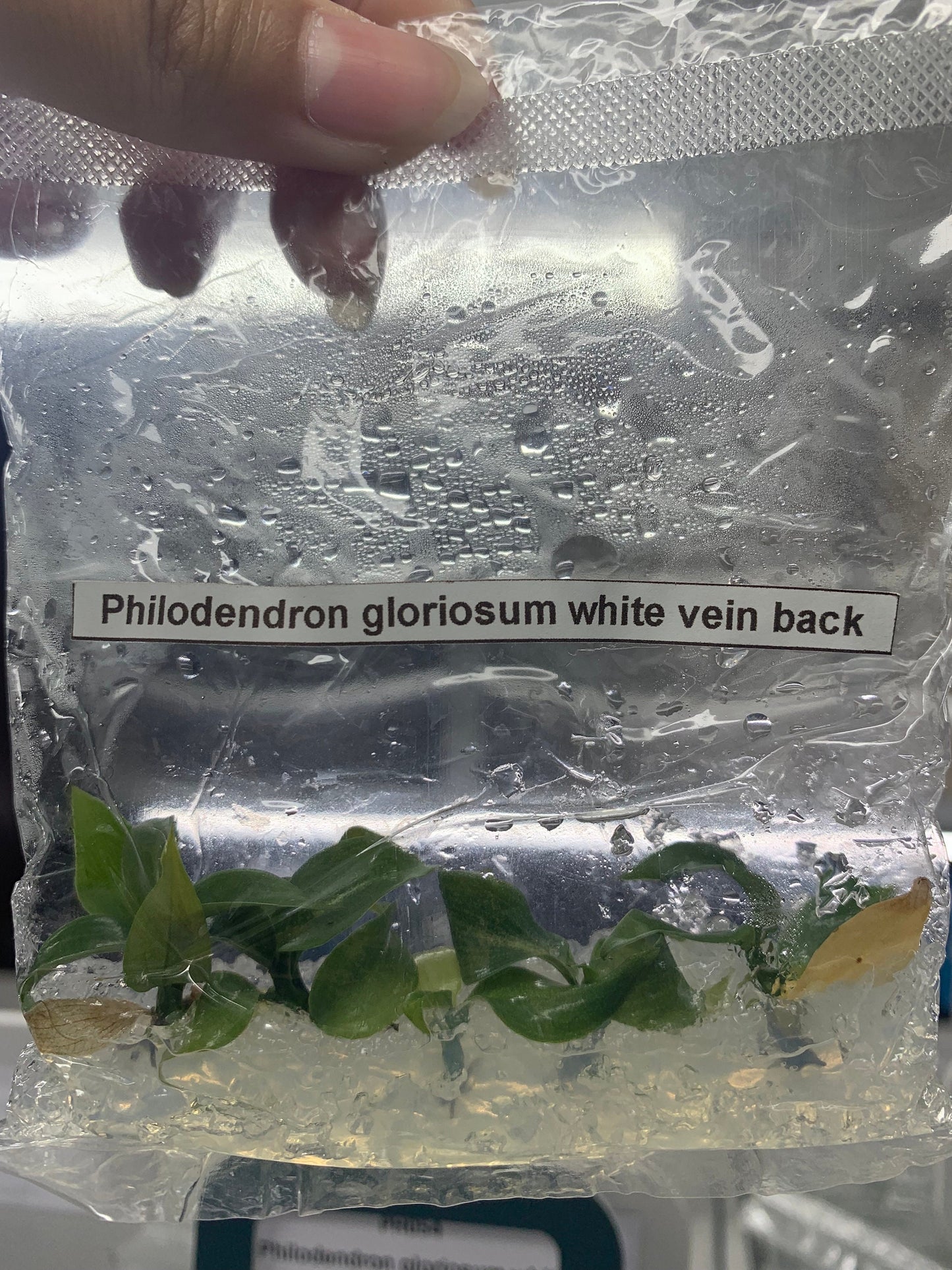 Philodendron Gloriosum white vein back| 1 bag (5 plants per bag) Tissue Culture