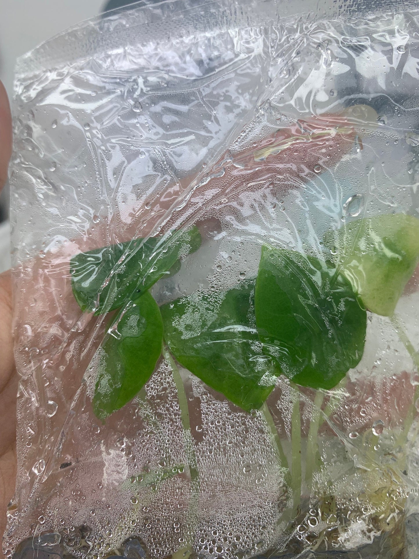 Alocasia Nebulu | 1 bag ( 5 plants per bag ) Tissue Culture