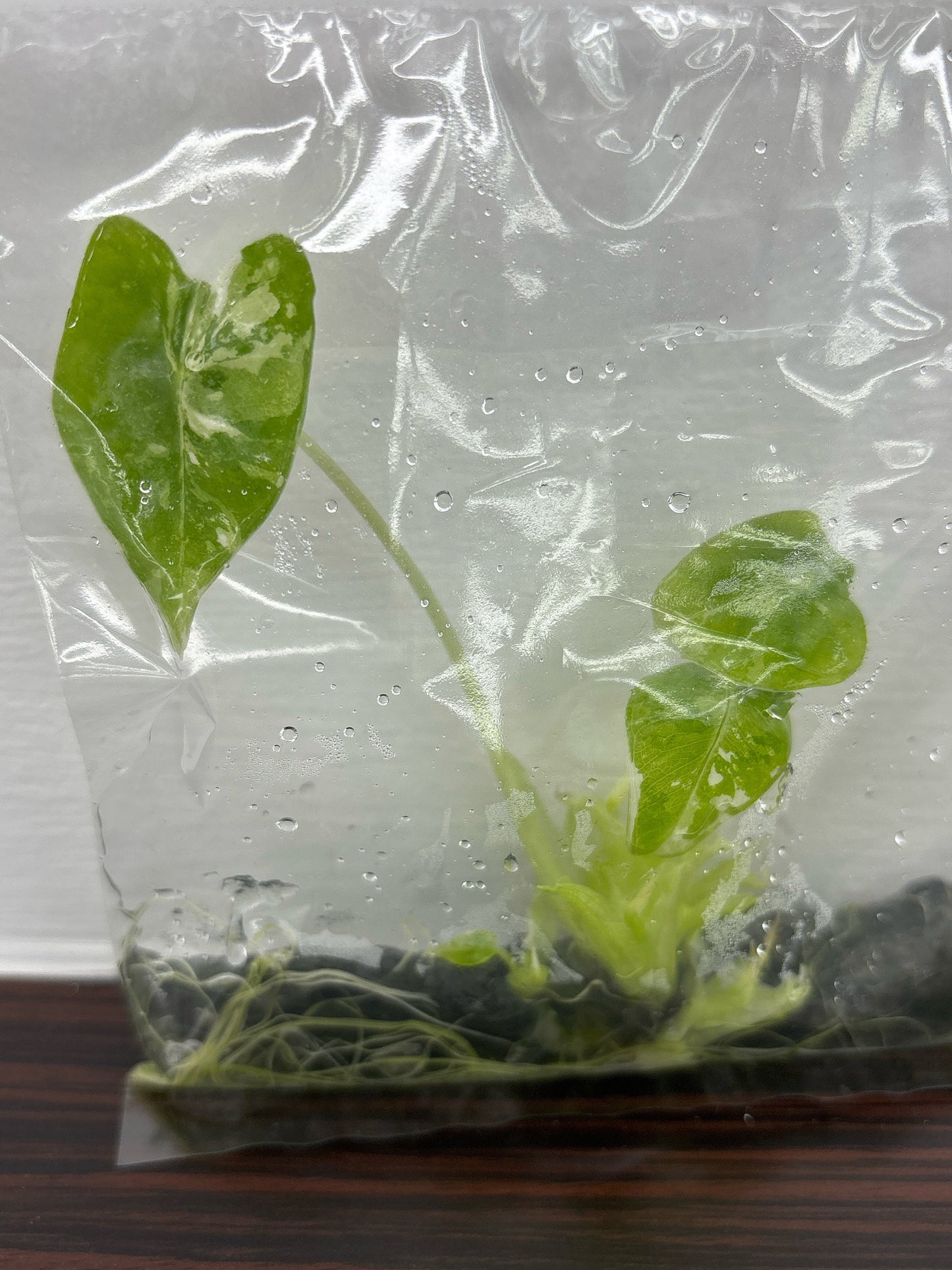 Alocasia Frydex Var.| 1 bag  (1 plant per bag) Tissue Culture