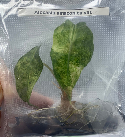 Alocasia Amazonica splash Variegated  | 1 bag (1 plant per bag ) Tissue Culture