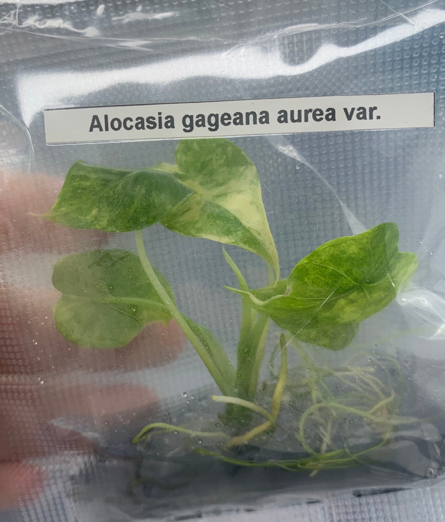 Alocasia Gageana aurea variegated | 1 bag (1 plant per bag ) Tissue Culture