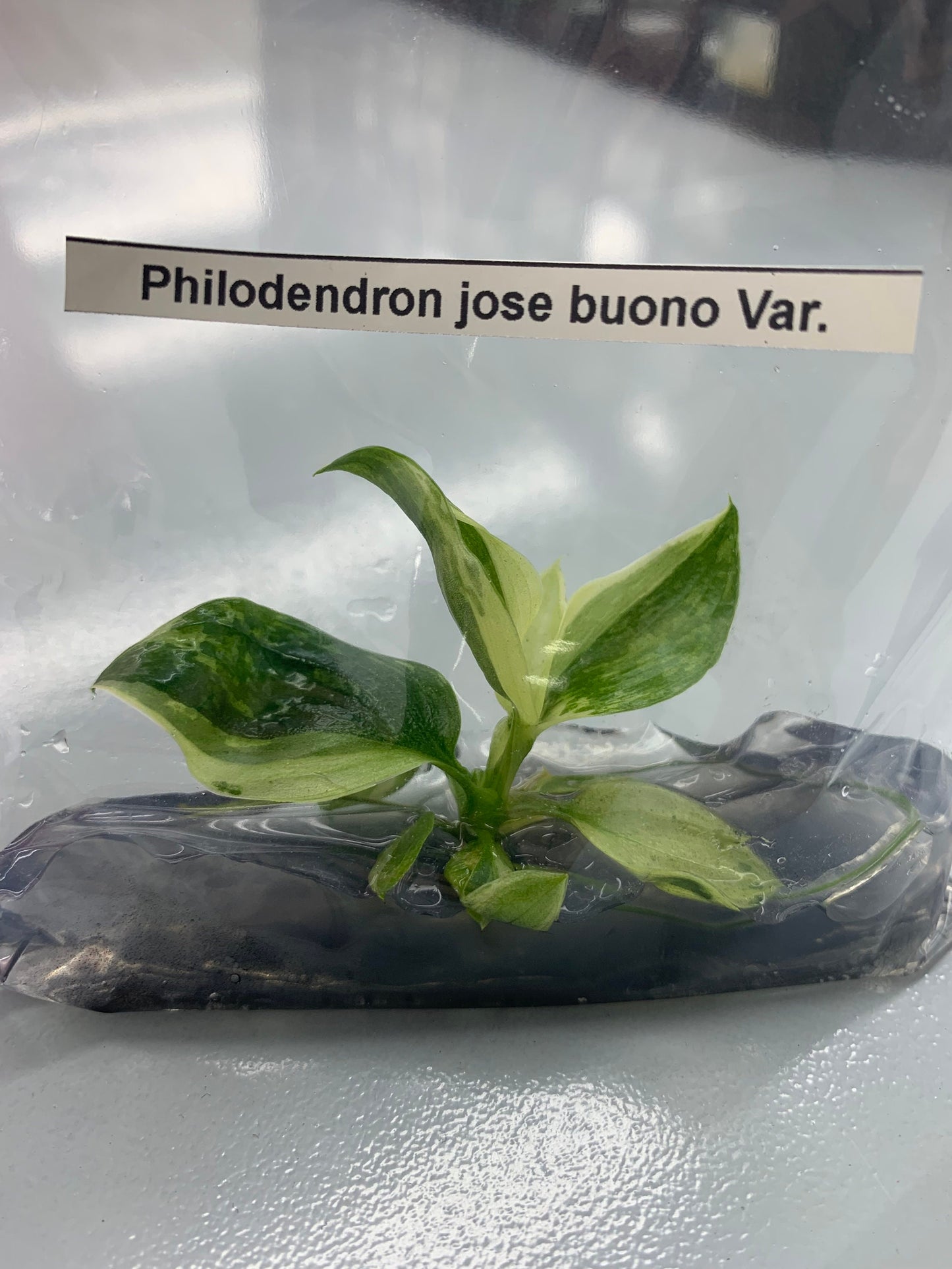 Philodendron Jose buono Var. | 1 bag  (1 plant per bag) Tissue Culture