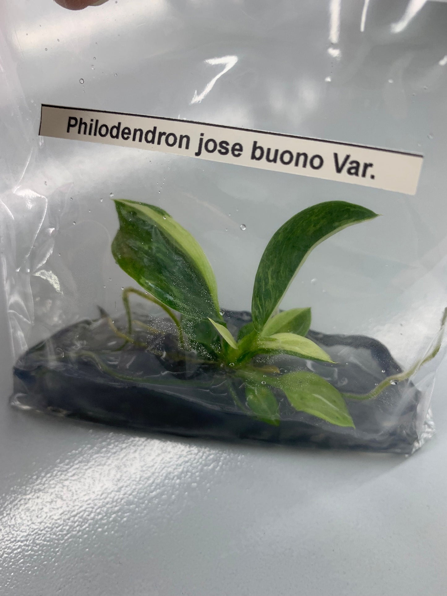 Philodendron Jose buono Var. | 1 bag  (1 plant per bag) Tissue Culture