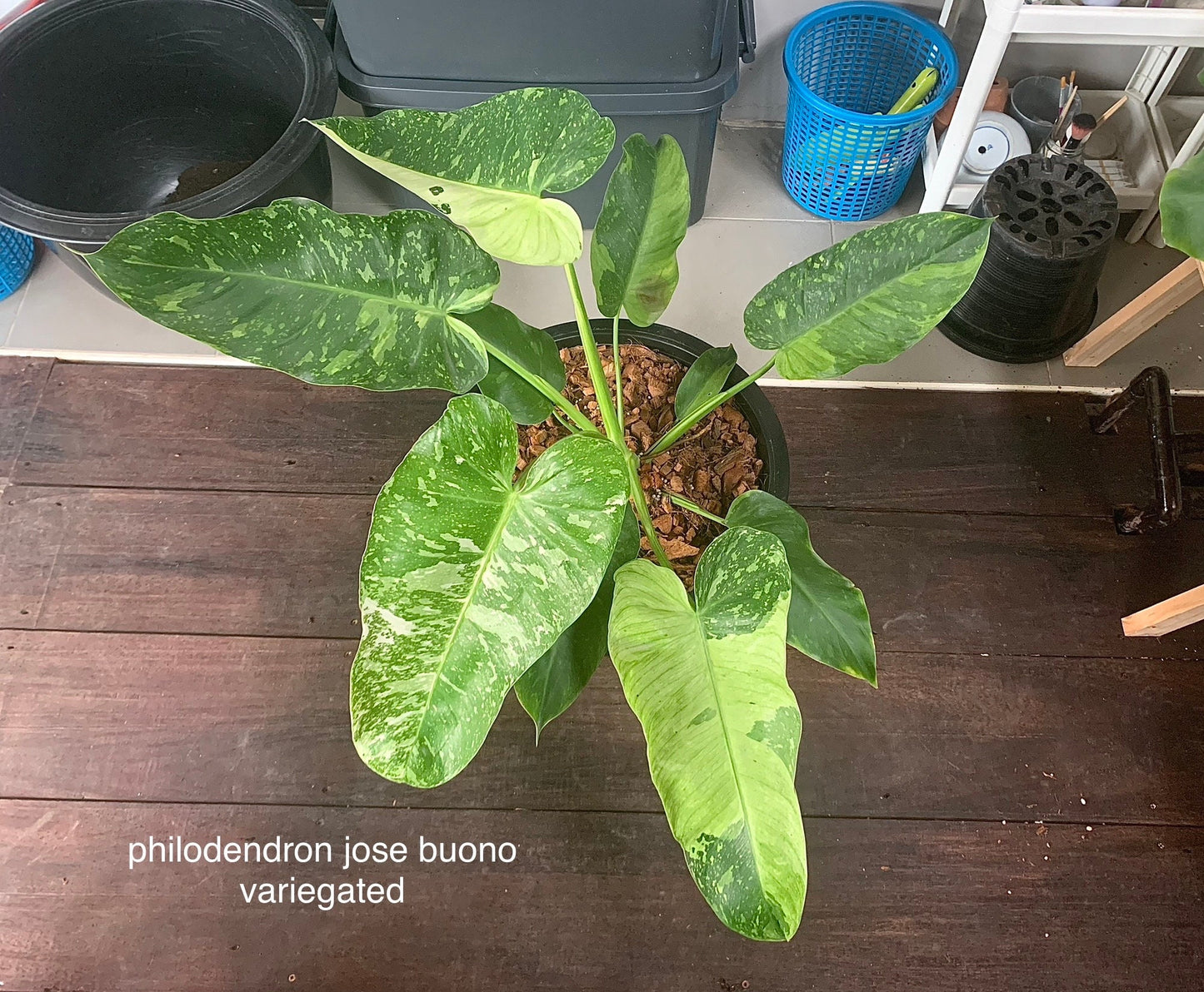 Philodendron Jose buono Var. | 1 bag  (1 plant per bag) Tissue Culture