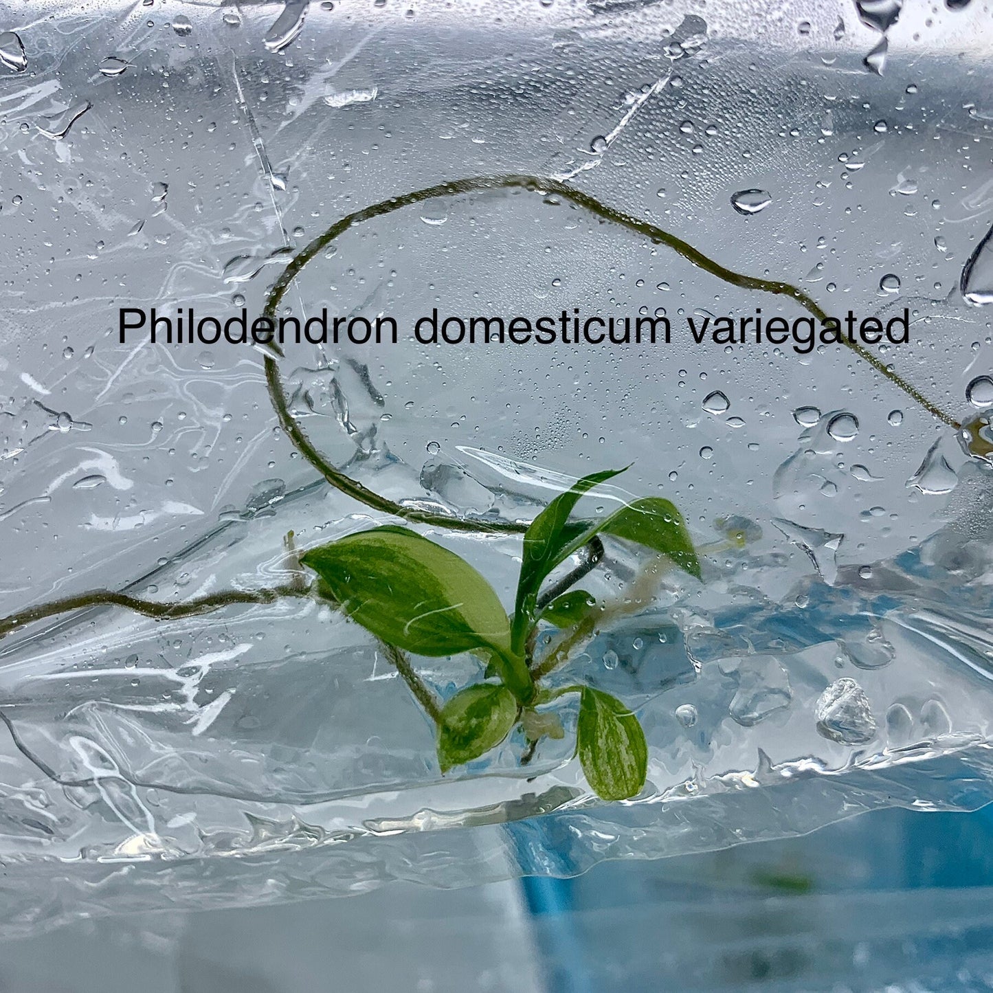 Philodendron Domesticum variegated | 1 bag (1 plant per bag) Tissue Culture